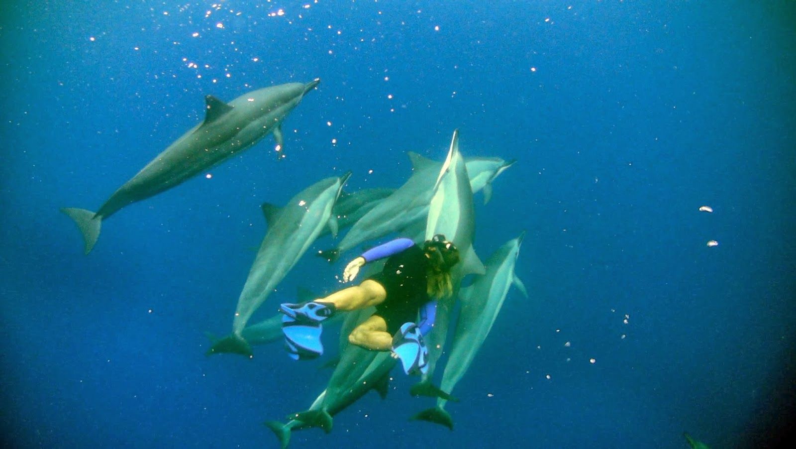Photo 8 of Coral Reef Snorkel Adventures in Kailua-Kona, Big Island
