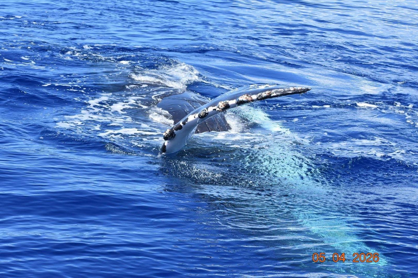 Photo 5 of Maui Ocean Adventures in Lāhainā, Maui