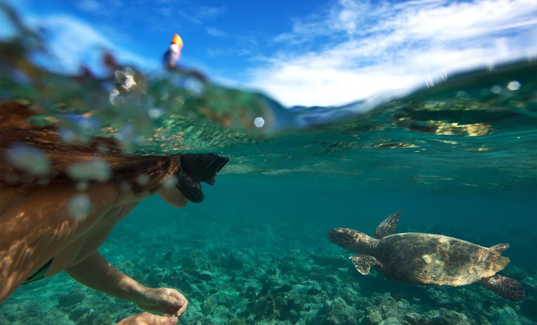 Photo 1 of Hawaii Turtle Tours in Ala Moana & Mōʻiliʻili, Oahu