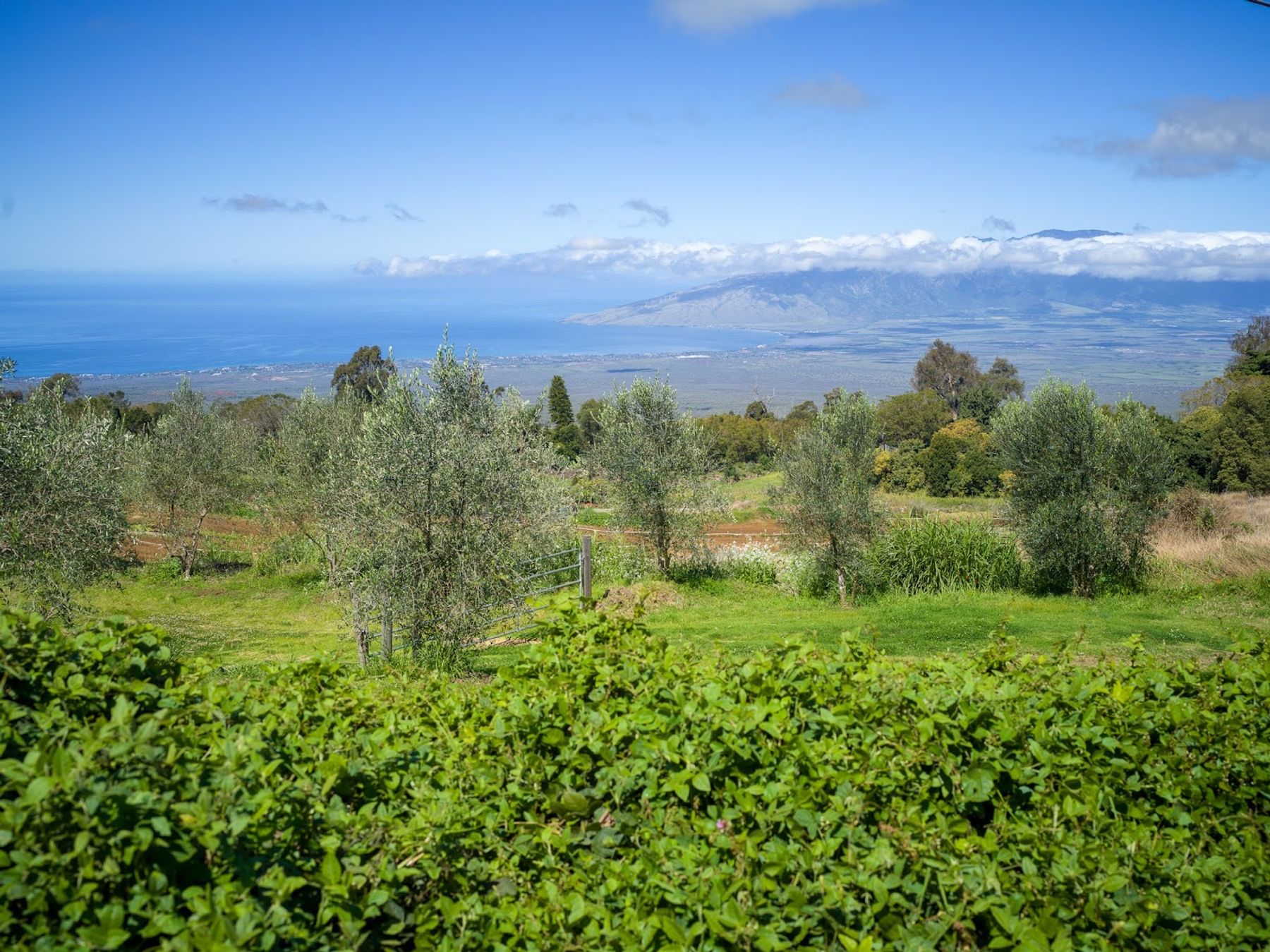Photo 4 of O'o Farm in Kula, Maui