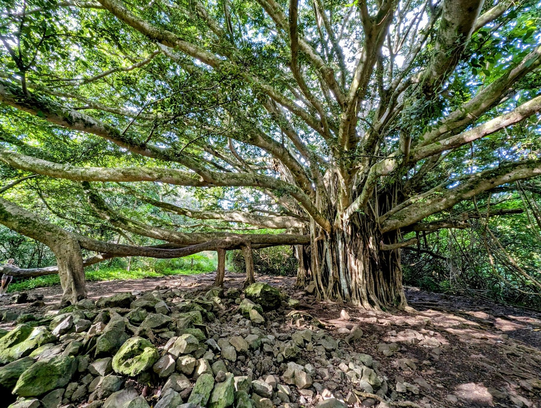 Photo 1 of Banyan Tree in Kīpahulu & Kaupō, Maui
