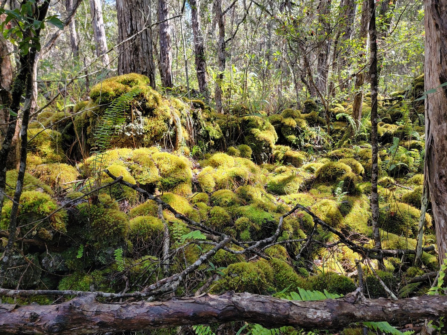 Photo 5 of Manuka State Wayside in South Point, Big Island