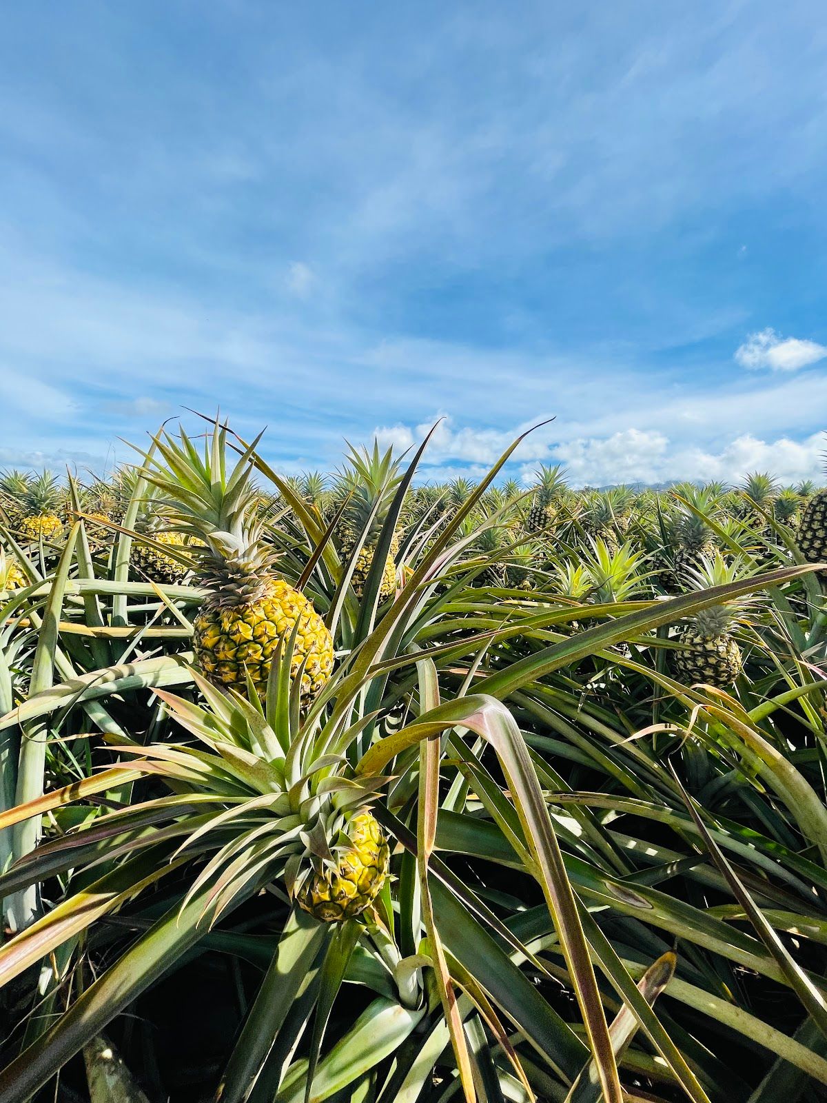 Photo 3 of Maui Gold Pineapple in Makawao & Pukalani, Maui