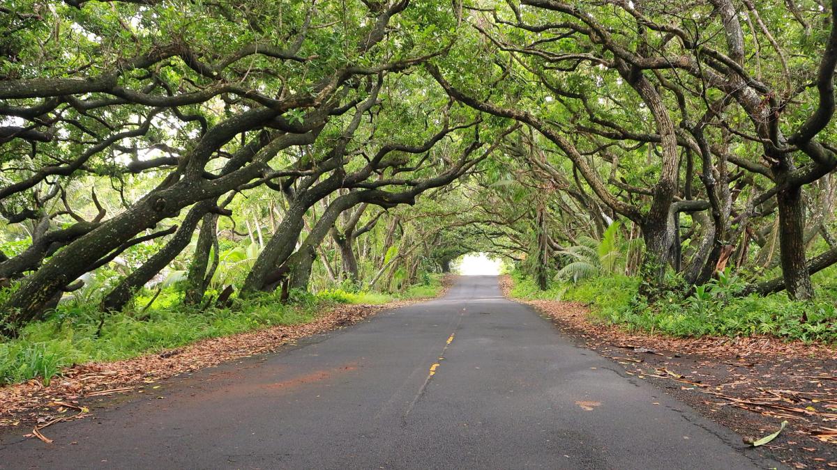 Two-lane road lined with tropical vegetation, with arching tree branches forming a canopy overhead in Puna on Hawaiʻi Island.