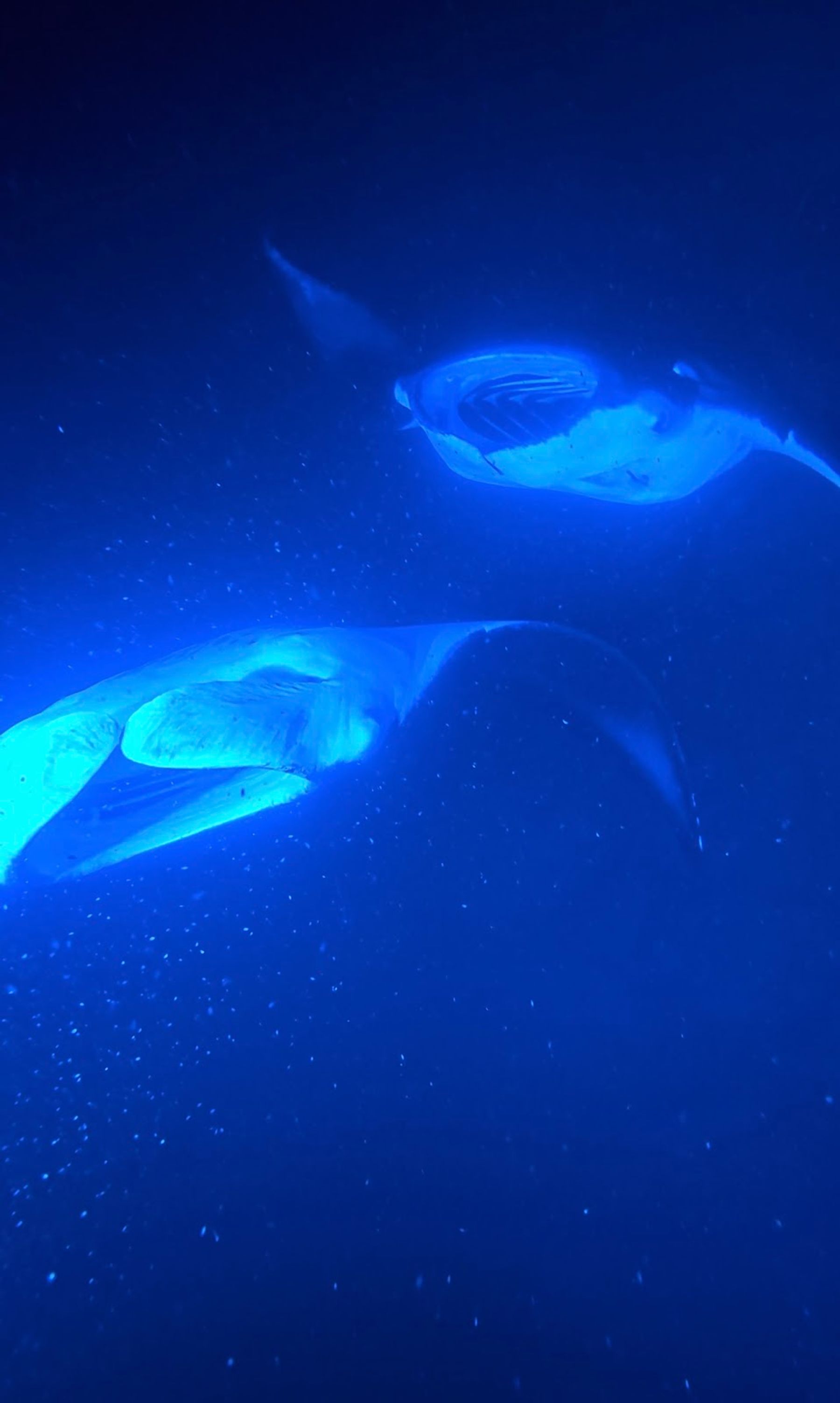 Photo 8 of The Manta & Snorkel Co - Kona in Kailua-Kona, Big Island
