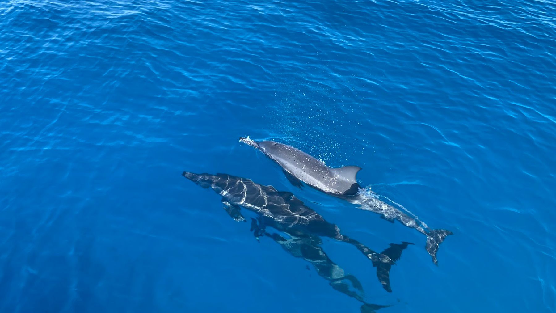 Catamaran Kahanu in Eleele, Kaua‘i photo 5