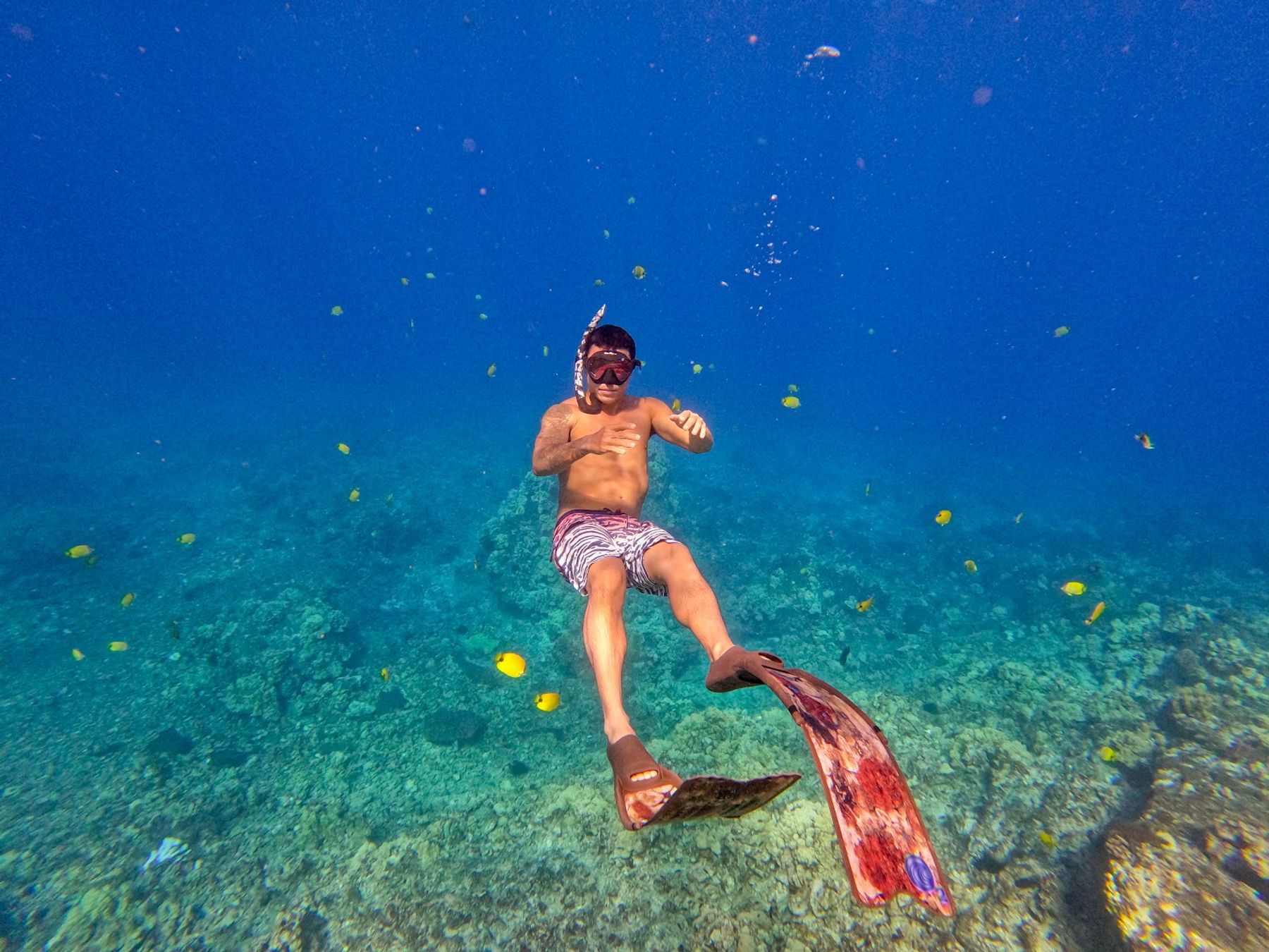 Photo 7 of Maui Reef Adventures in Māʻalaea, Maui