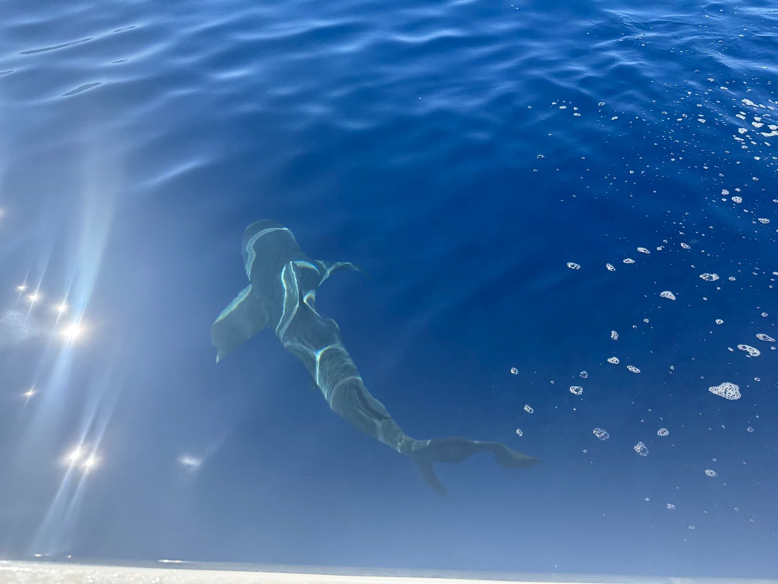 Photo 7 of Deep Blue Eco Tours in Haleʻiwa, Oahu