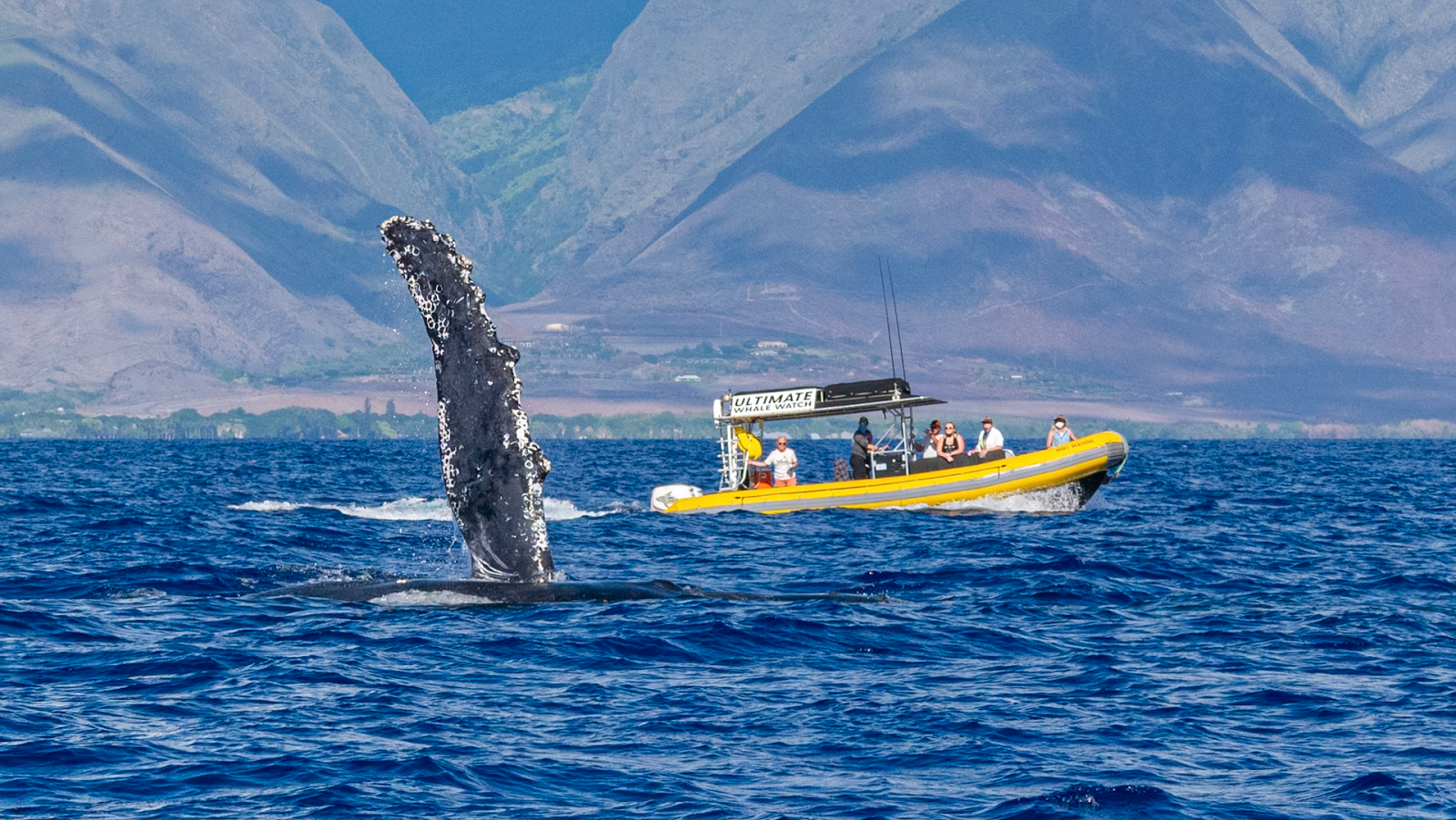 Photo 1 of Ultimate Whale Watch & Snorkel in Lāhainā, Maui