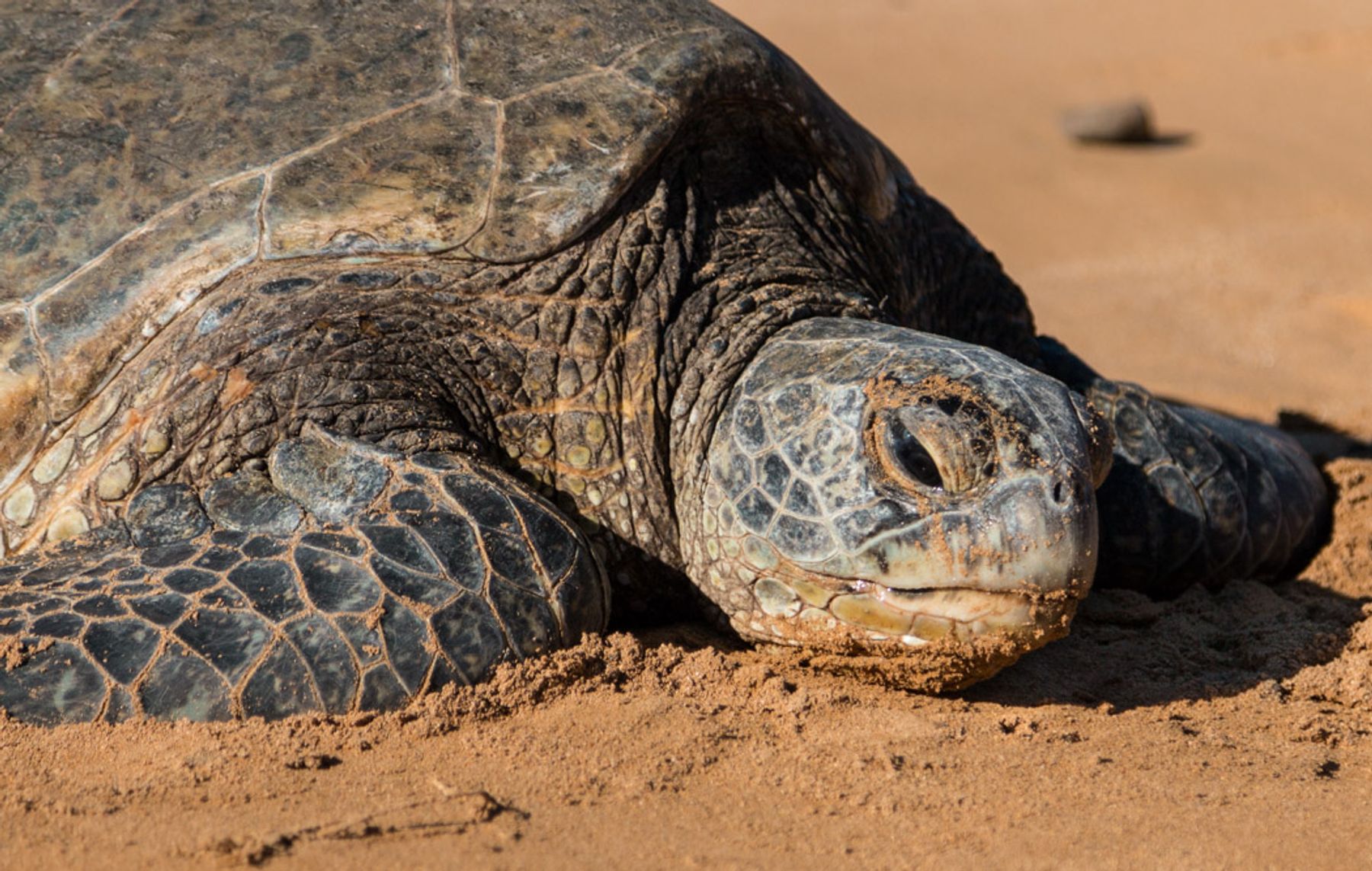 Honu (Green Hawaiian Sea Turtle) on the beach at Poipu Beach