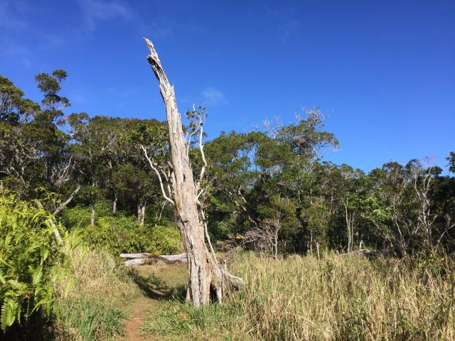 Kaluapuhi Trail in Waimea, Kaua‘i