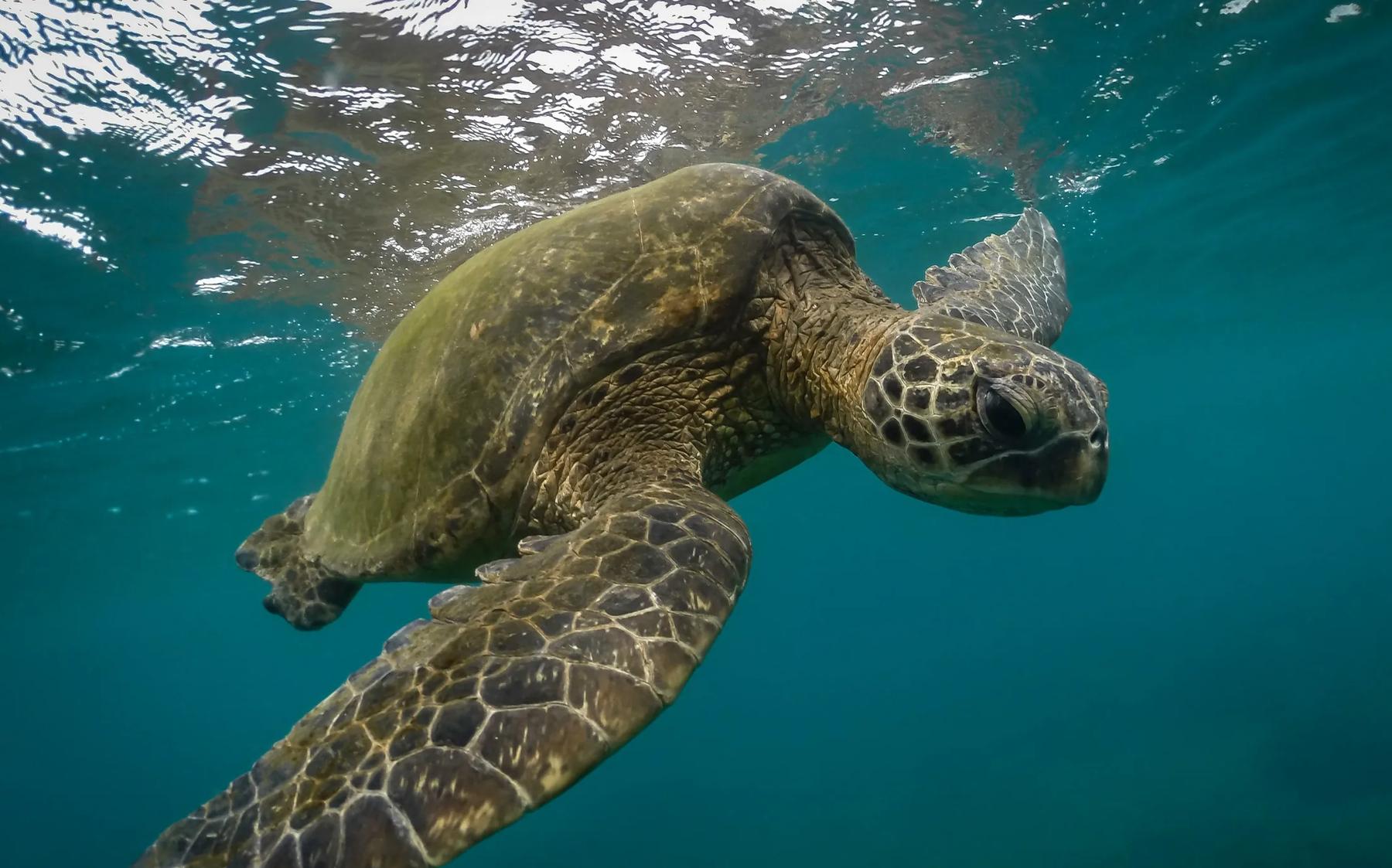 underwater shot of honu (Hawaiian Green Sea Turtle)