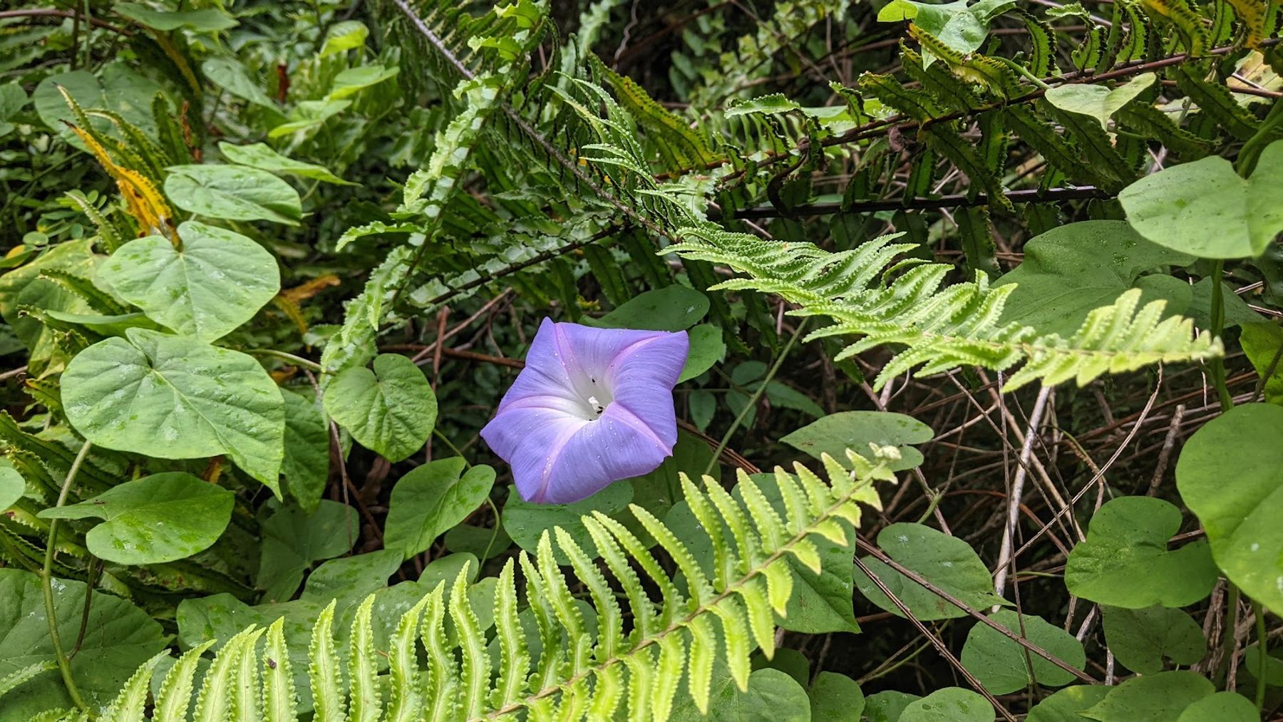 Photo 10 of Manukā Nature Trail in South Point, Big Island