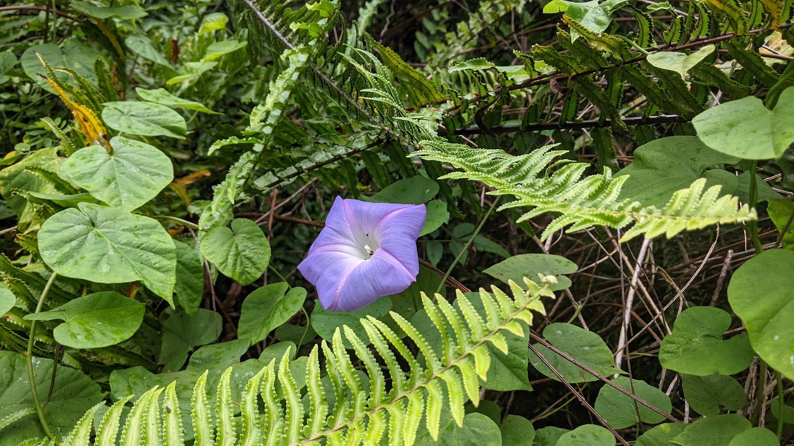 Photo 10 of Manukā Nature Trail in South Point, Big Island