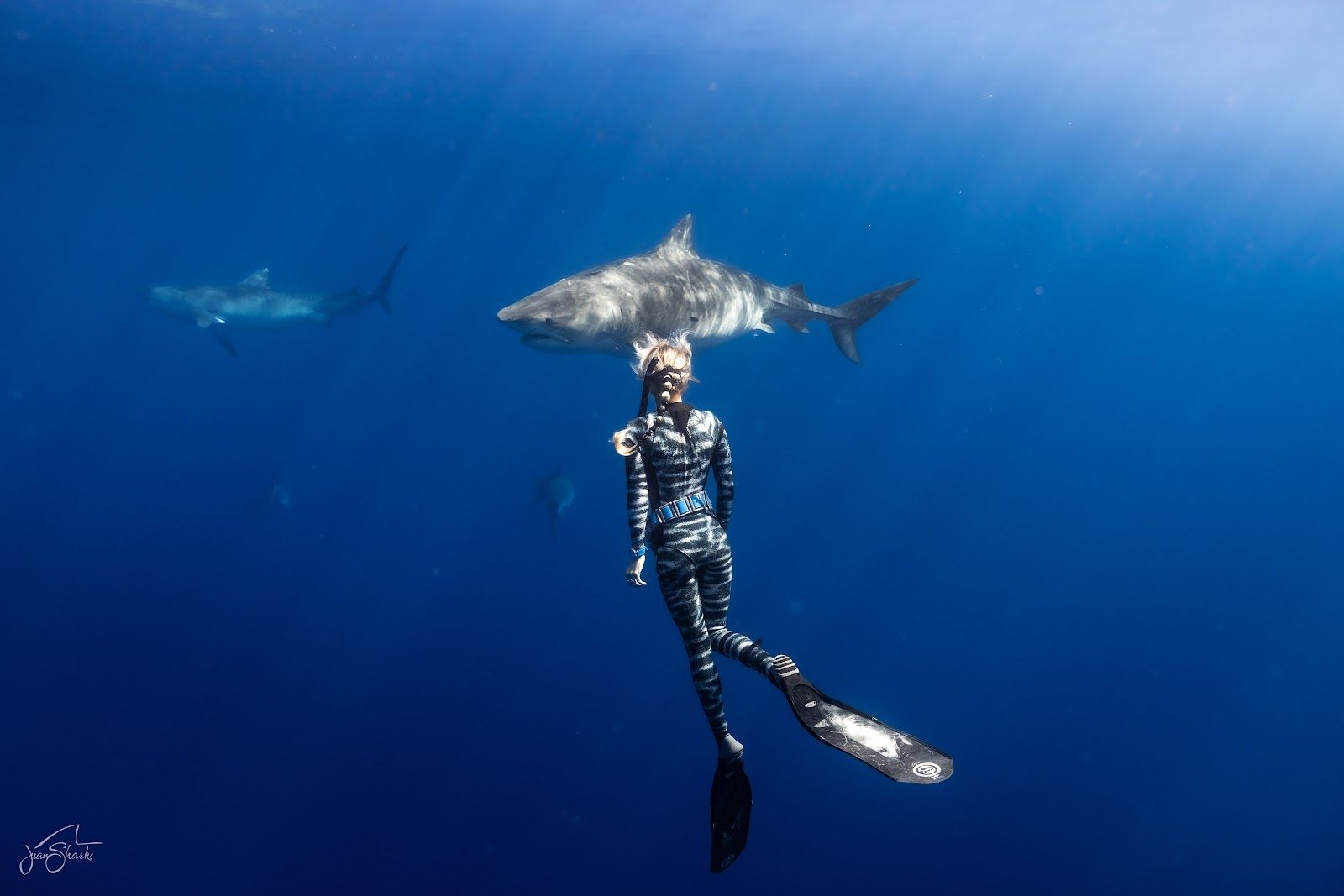 Photo 1 of One Ocean Diving in Haleʻiwa, Oahu