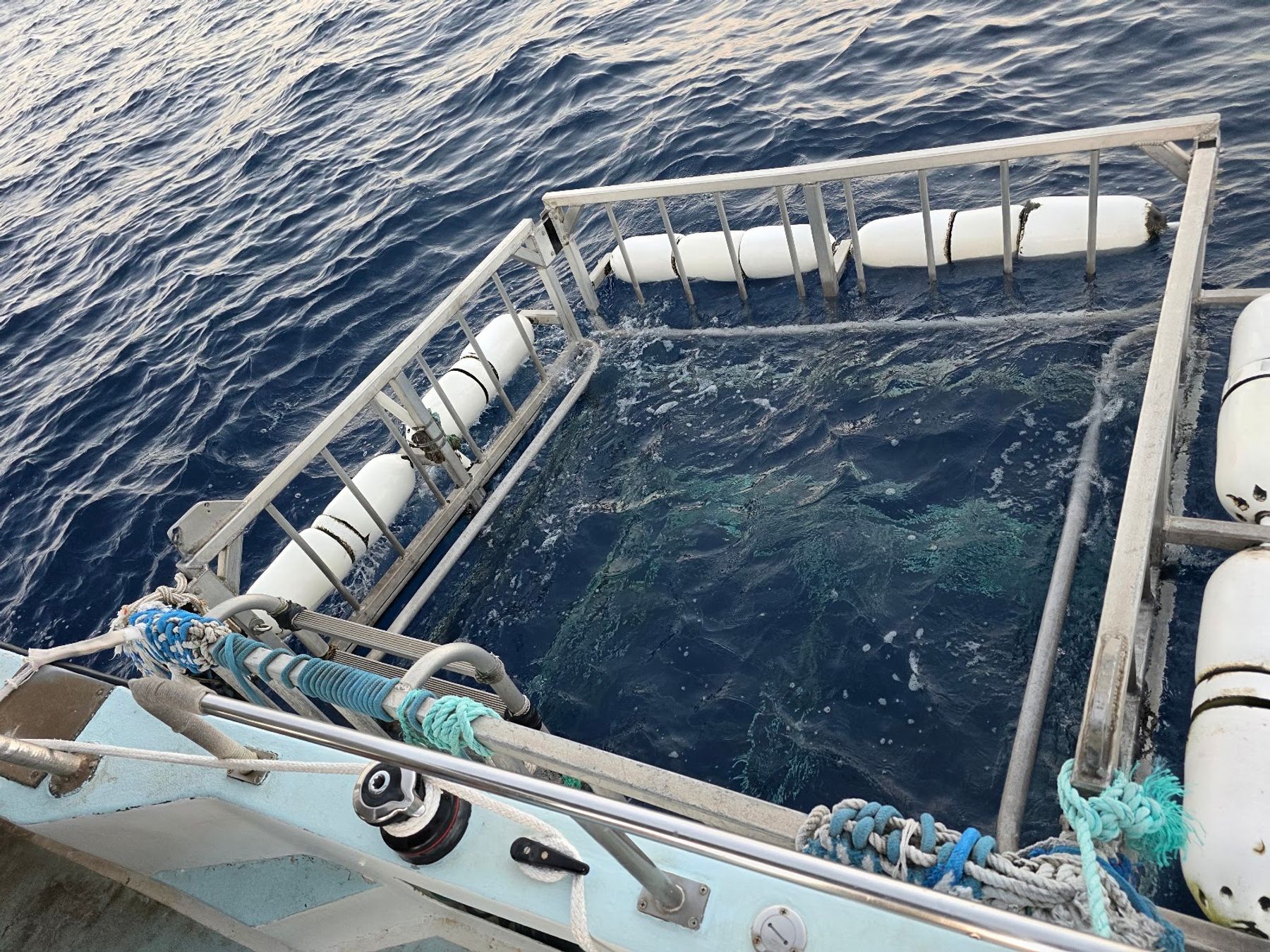 Photo 6 of Hawaii Shark Encounters in Haleʻiwa, Oahu