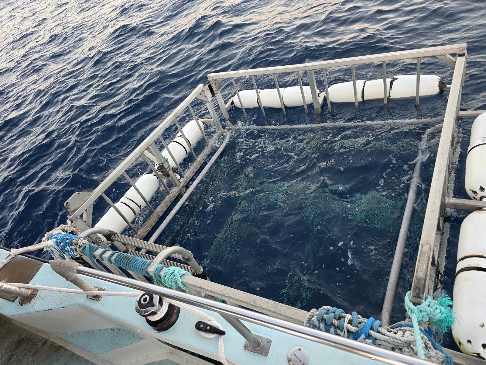 Photo 6 of Hawaii Shark Encounters in Haleʻiwa, Oahu