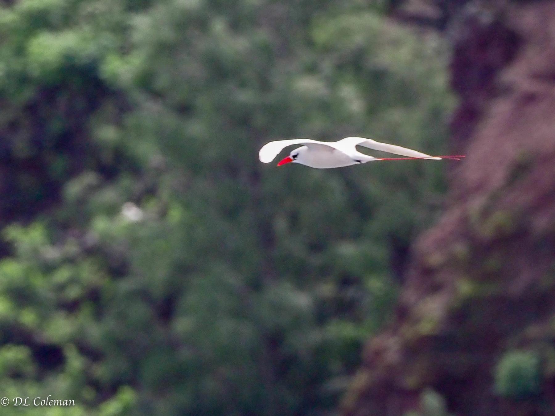 Red-tailed tropicbird flying in profile with long tail streamers against a blurred green cliff background