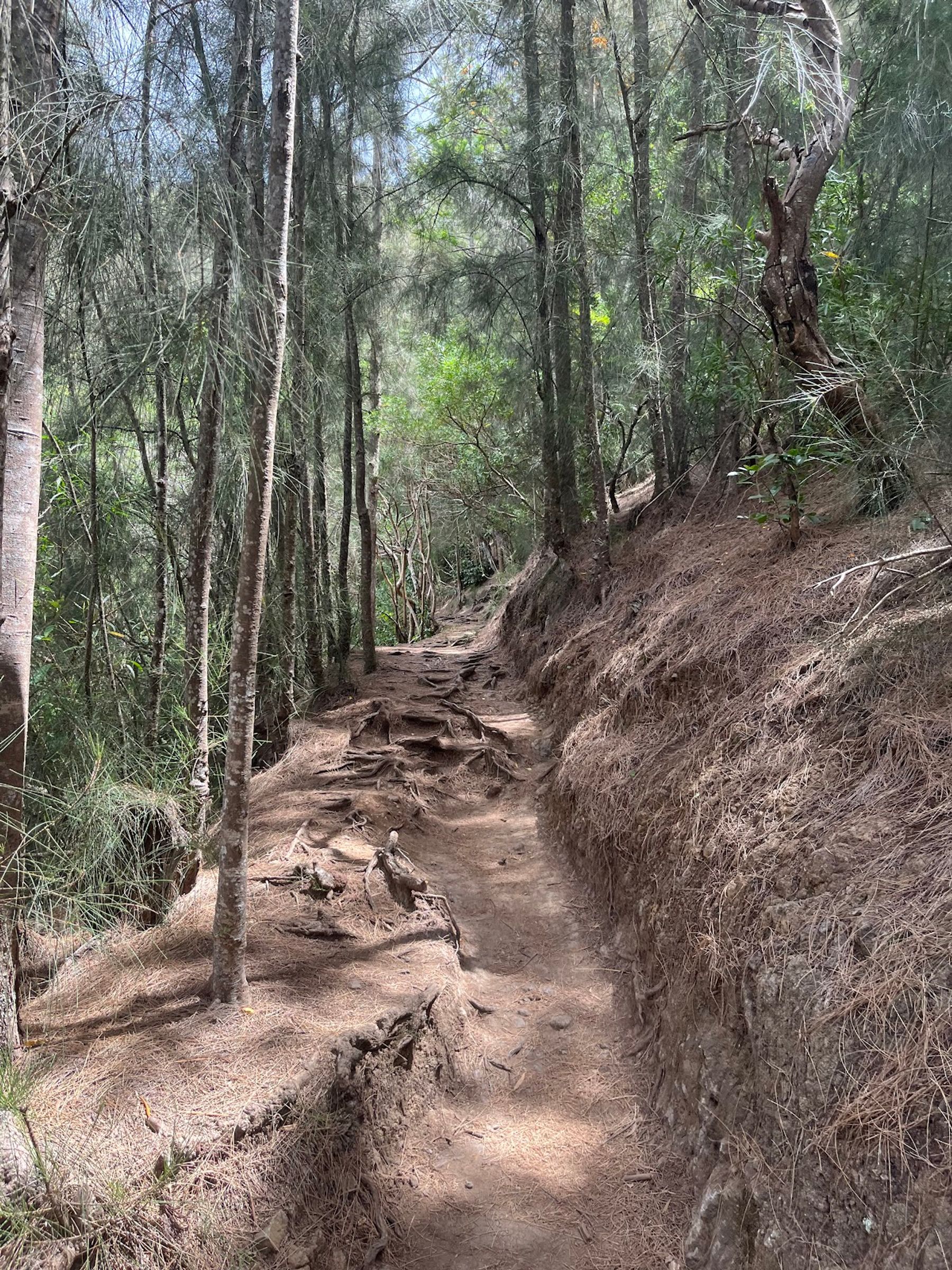 Photo 5 of Kuli‘ou‘ou Ridge Trailhead in Hawaiʻi Kai & East Honolulu, Oahu
