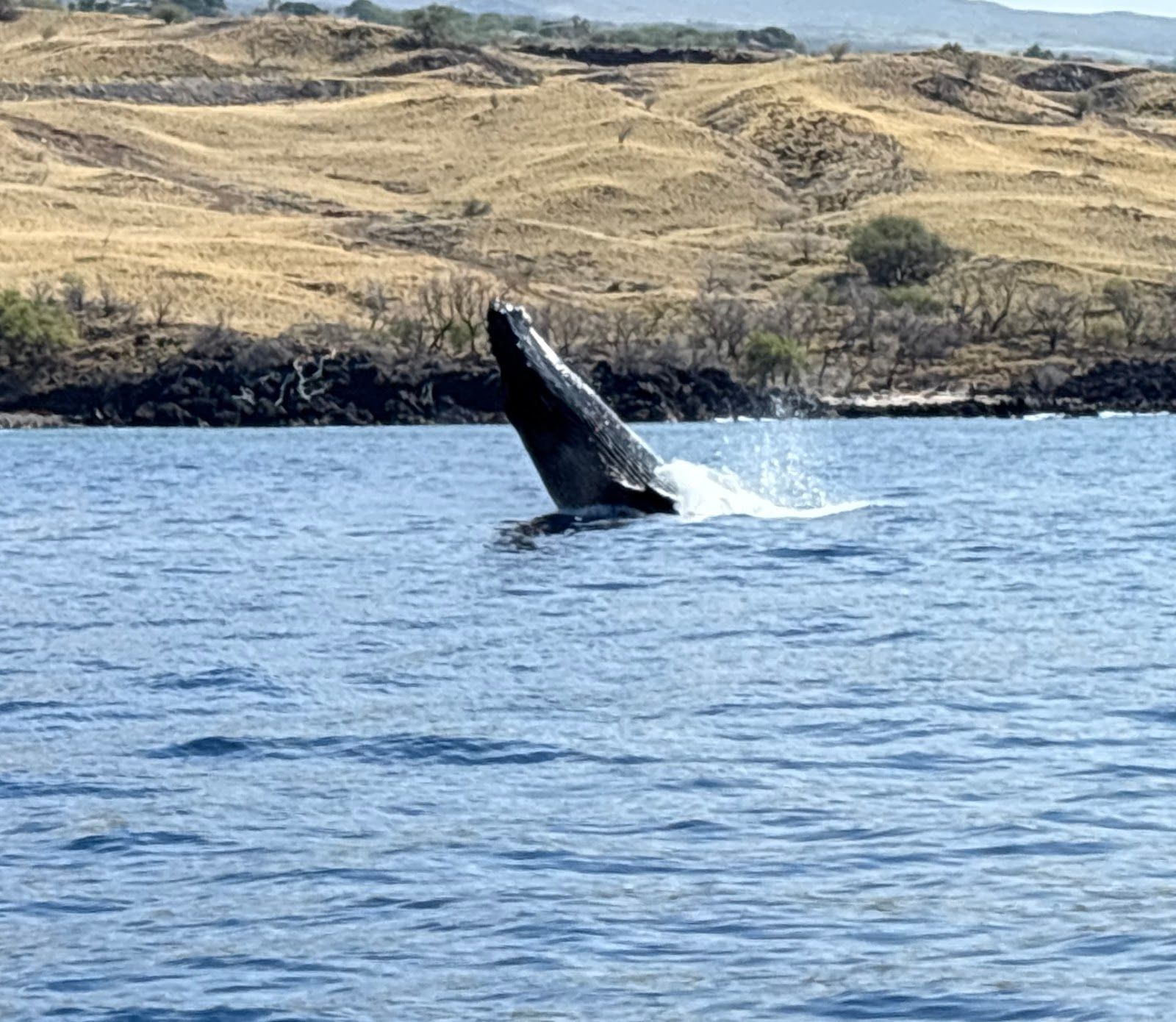 Photo 1 of Adventure X Boat Tours in Mauna Kea Beach, Big Island