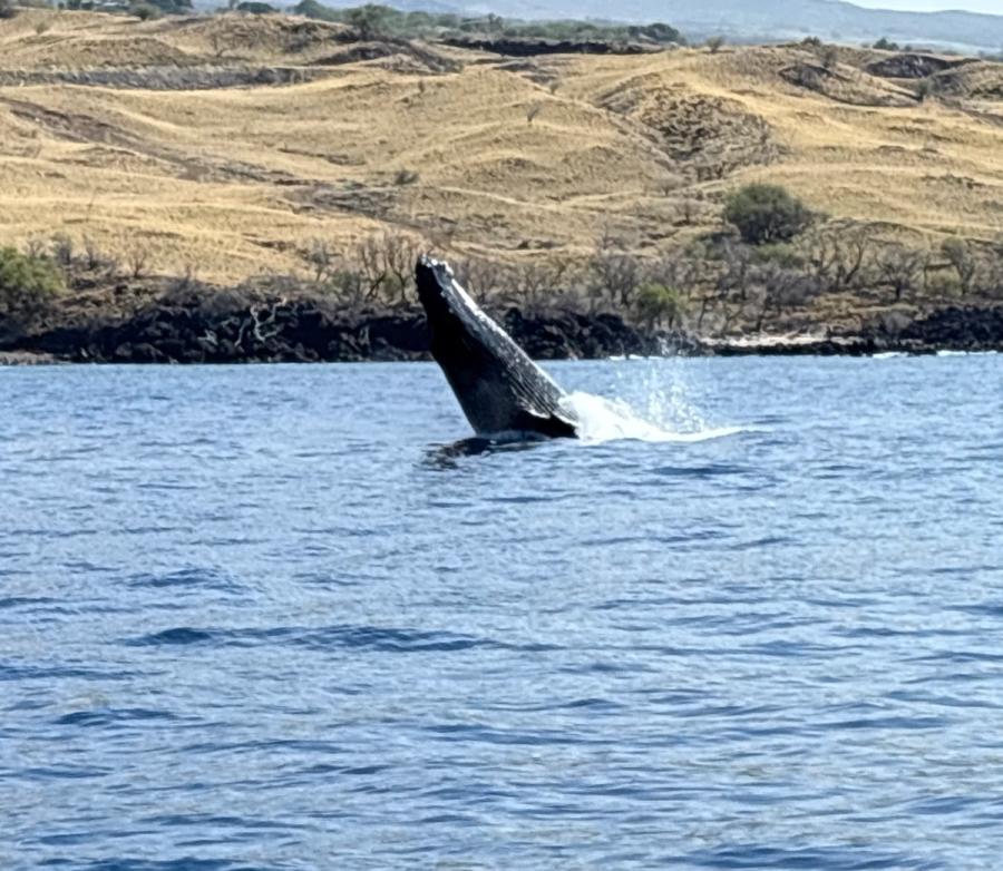 Photo 1 of Adventure X Boat Tours in Mauna Kea Beach, Big Island