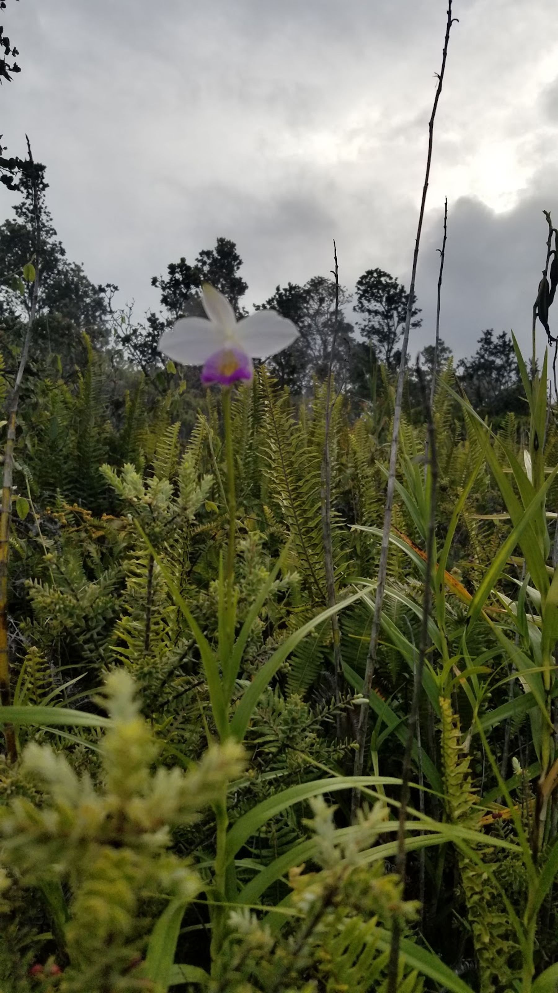 Photo 8 of Steam Vents in Volcano, Big Island
