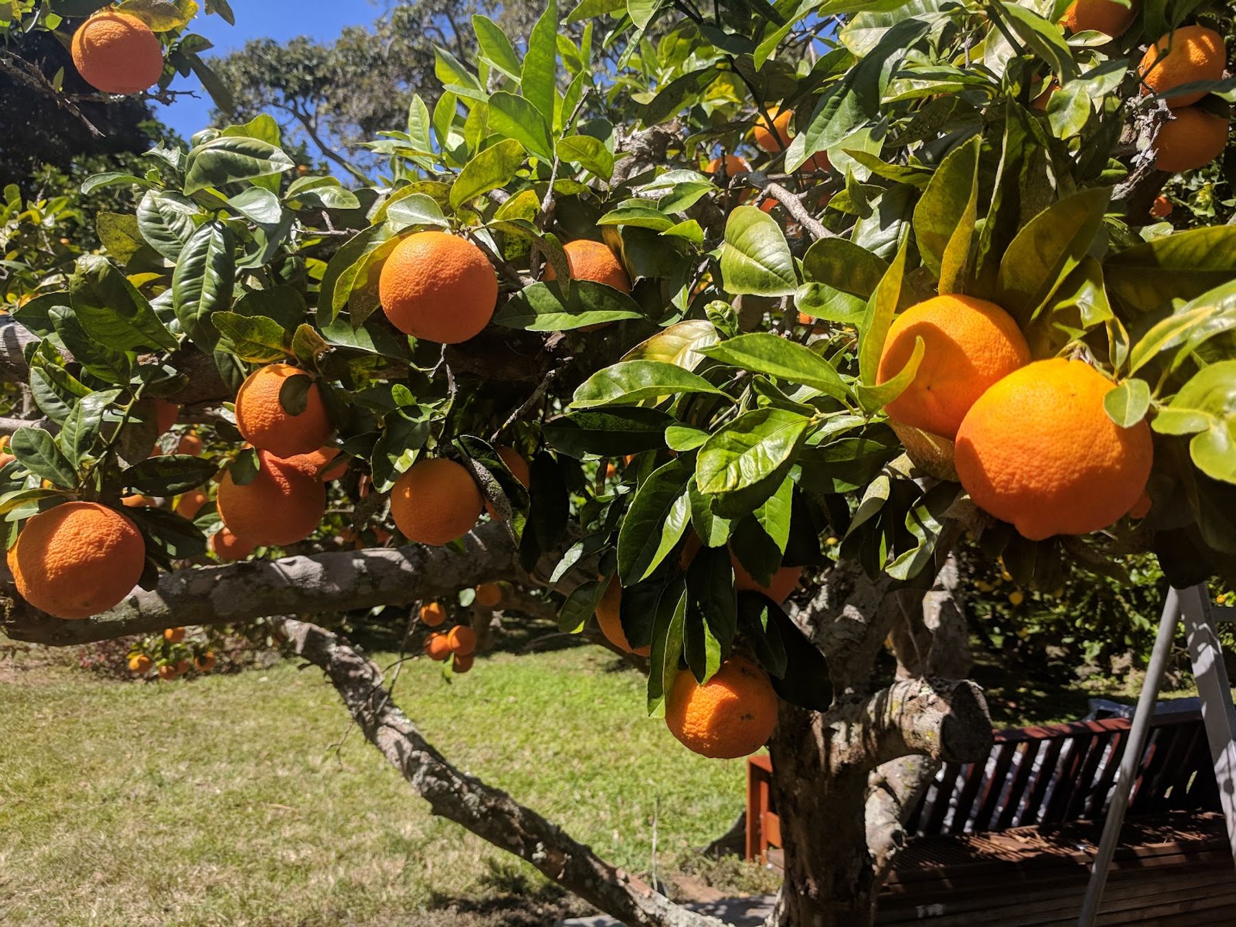 Photo 10 of Kuaiwi Farm in South Kona, Big Island