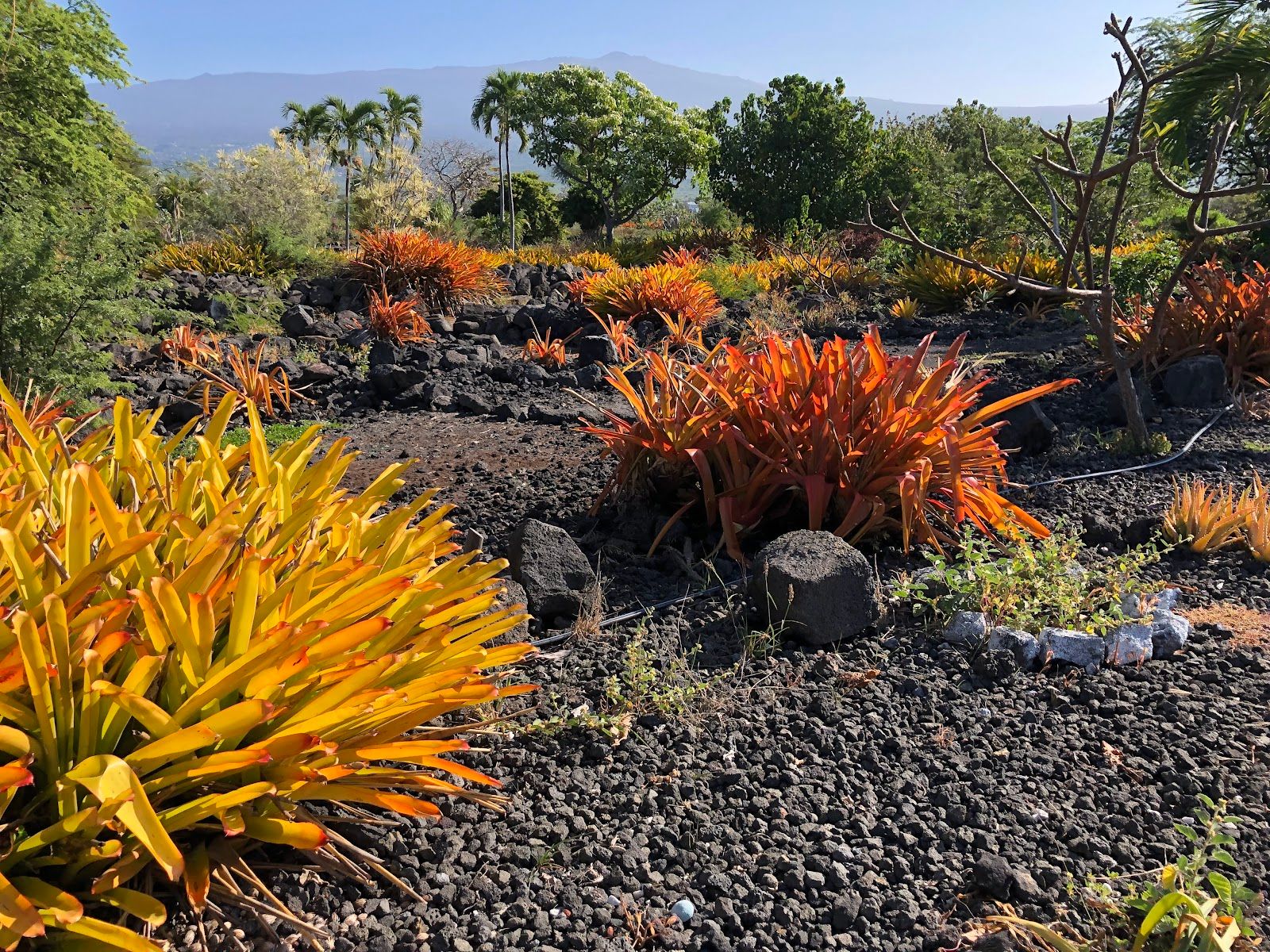 Photo 6 of Old Kona Airport State Recreation Area in Kailua-Kona, Big Island
