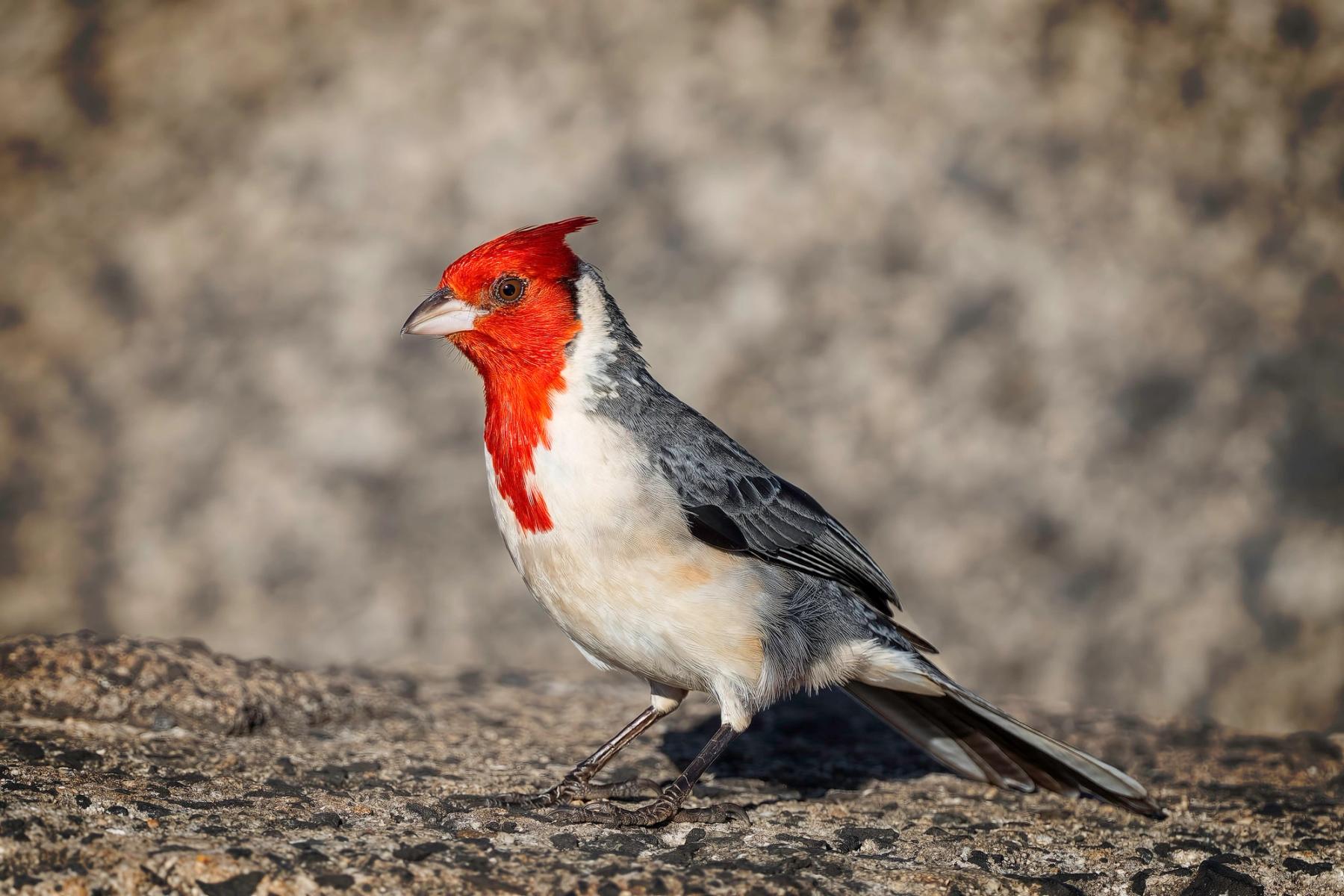 Red-crested cardinal standing on a rocky surface, lit from the side, with a softly blurred tan background.