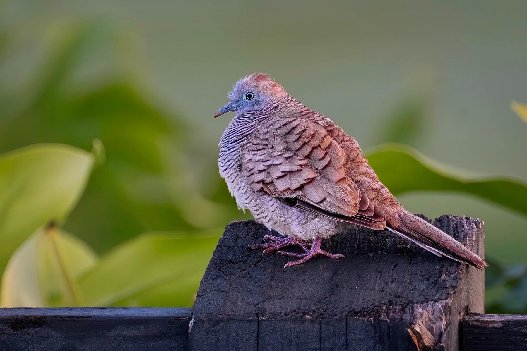 Zebra dove perched on a dark wooden post with soft green leaves blurred in the background