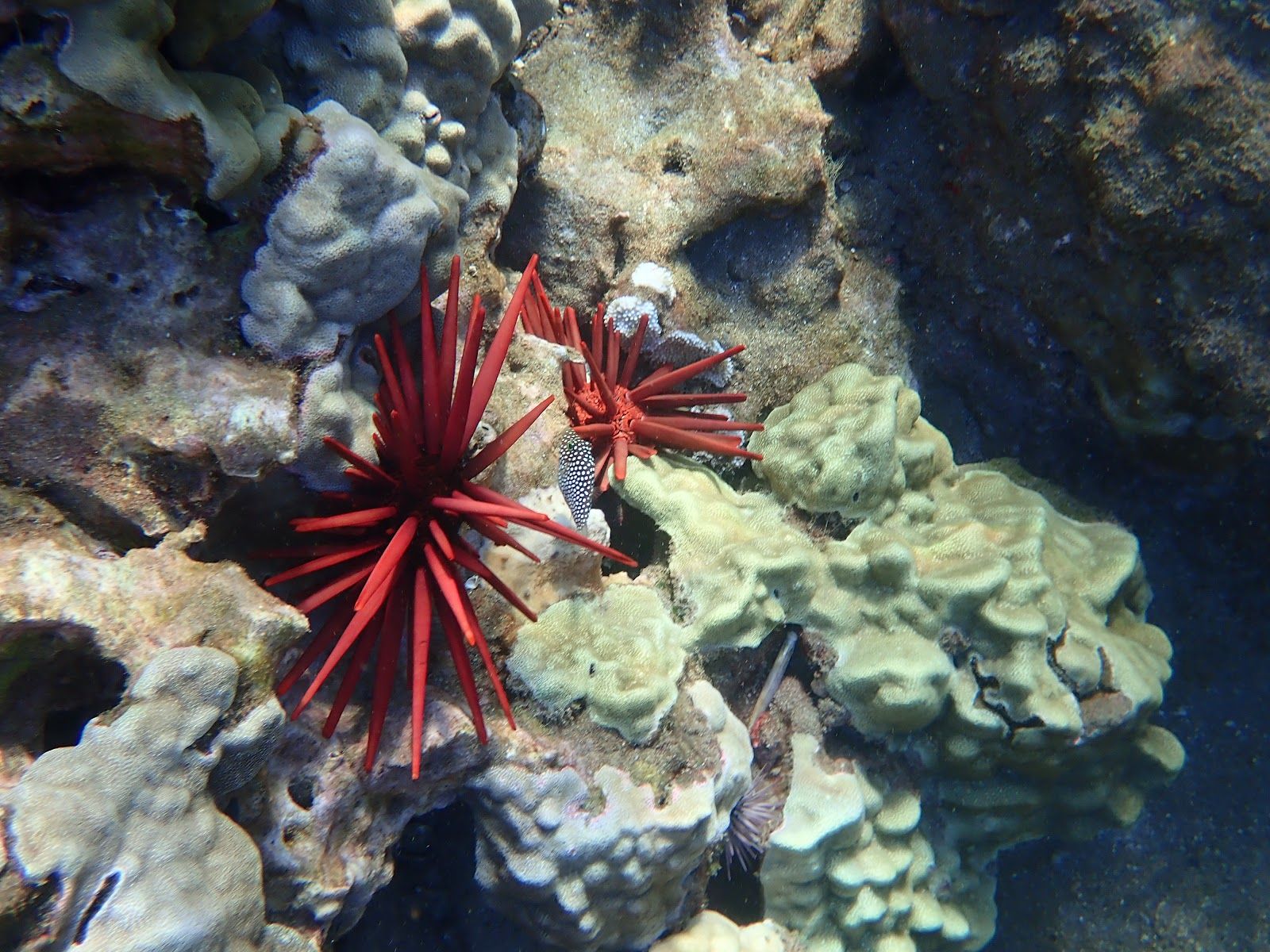 Photo 6 of Maui Kayak Adventures LLC in Kīhei, Maui