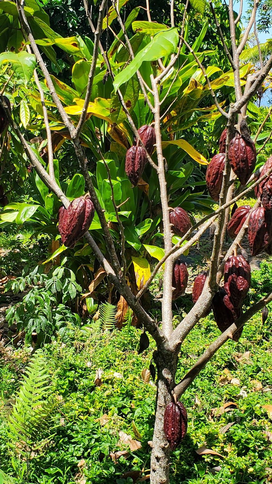 Photo 6 of Kuaiwi Farm in South Kona, Big Island
