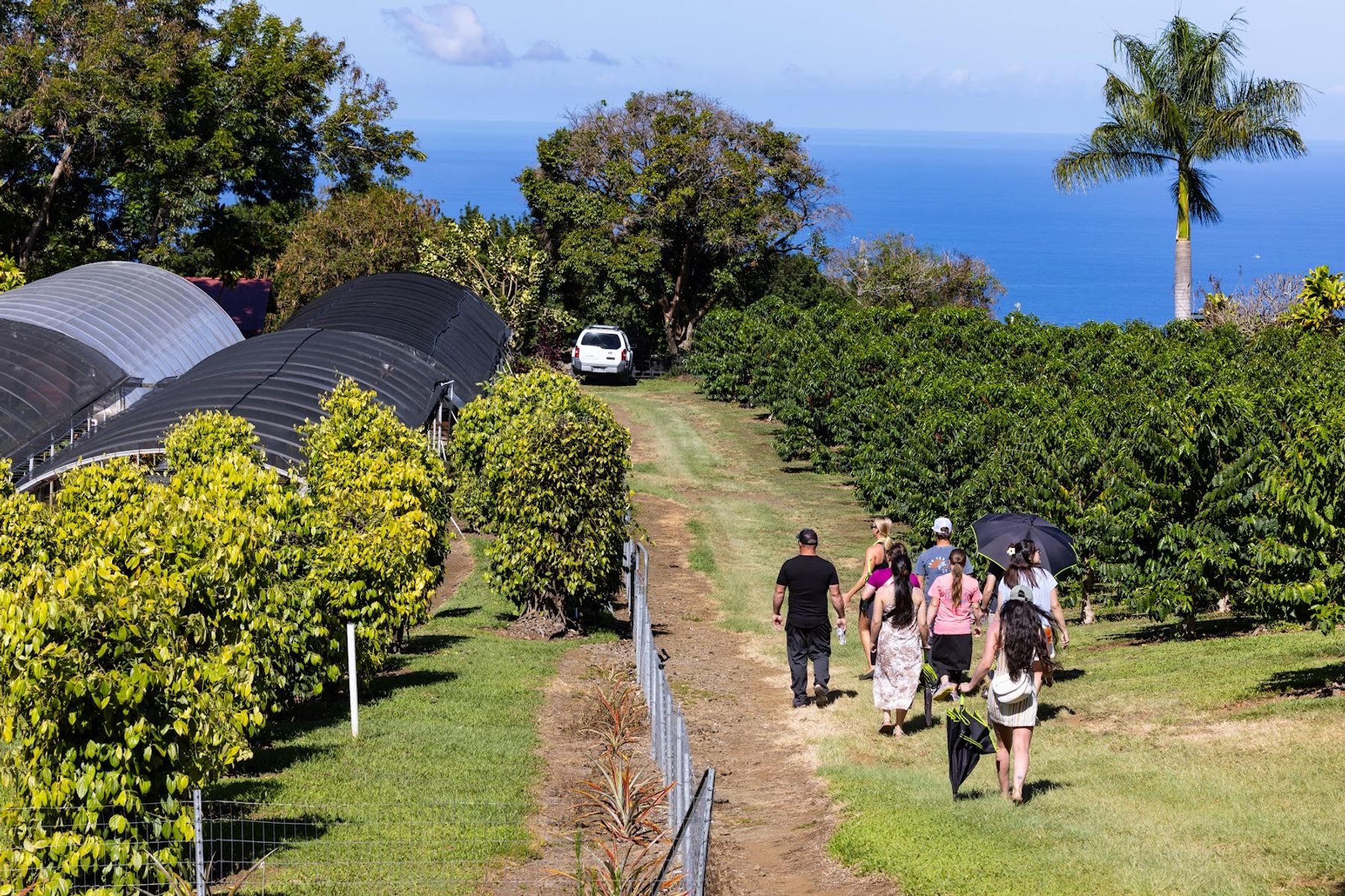 Photo 1 of Greenwell Farms in South Kona, Big Island