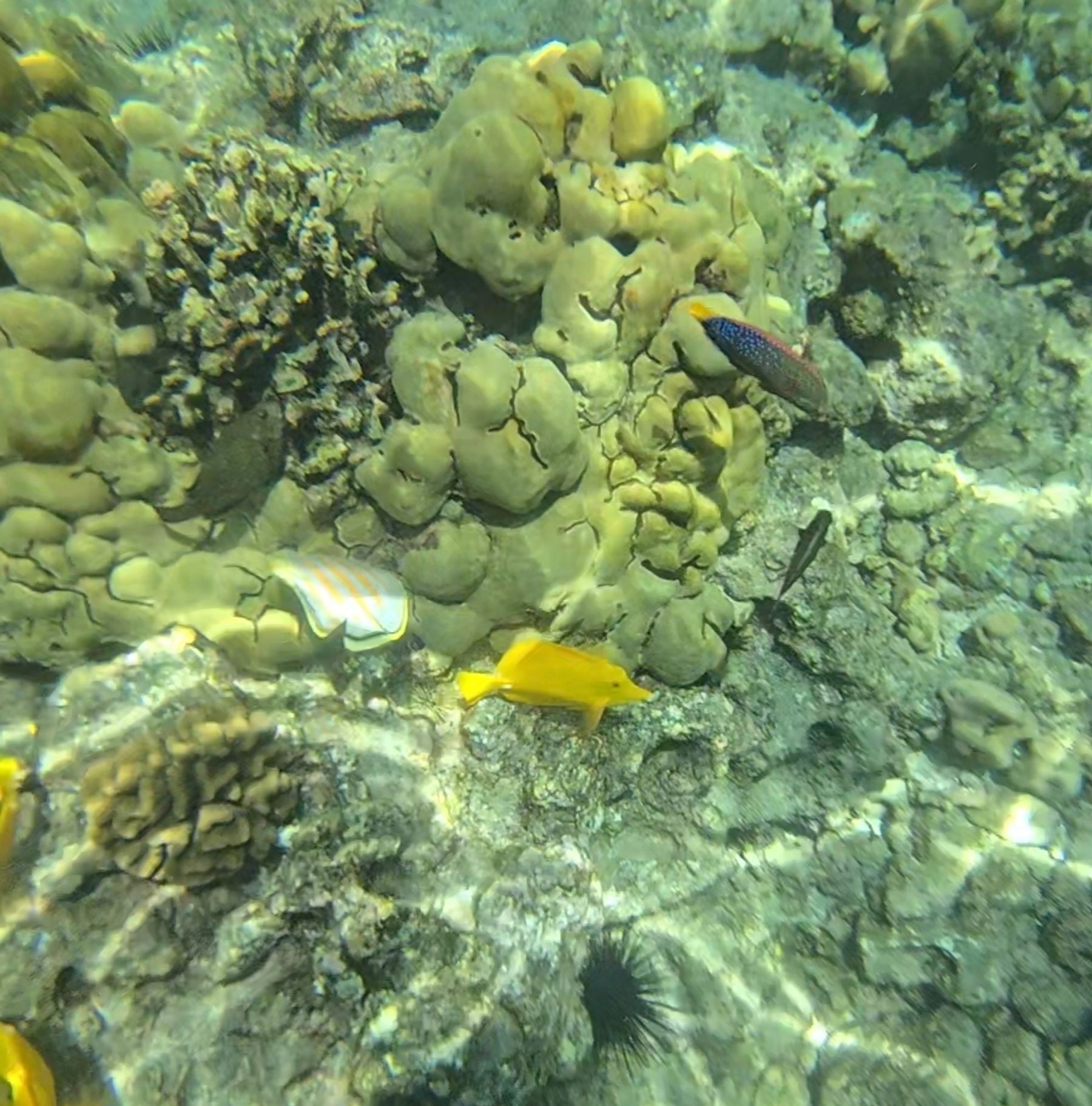 Photo 8 of Kona Manta Ray Night Snorkel Tours in Kailua-Kona, Big Island