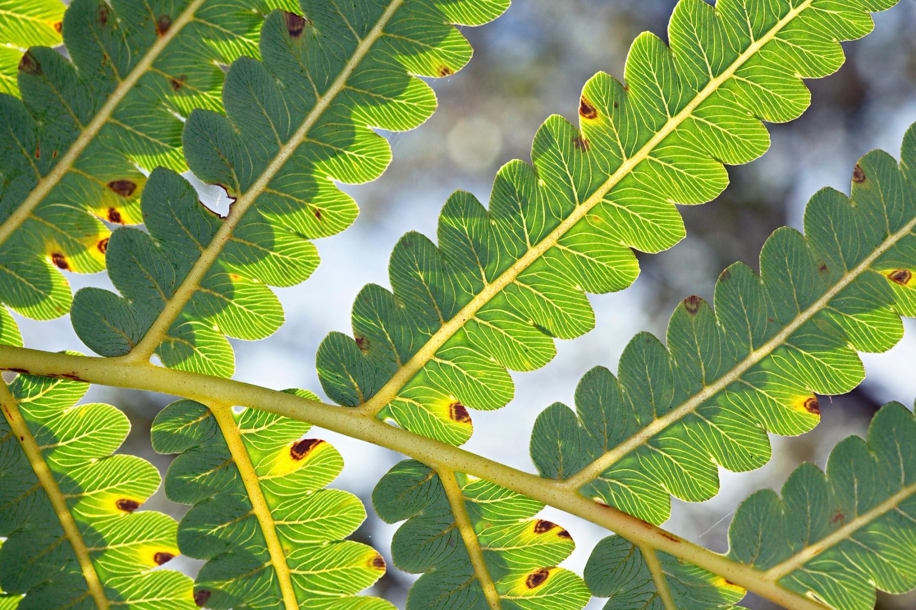 Backlit green Hawaiian tree fern fronds with scalloped leaflets and bright vein patterns against a soft, pale background