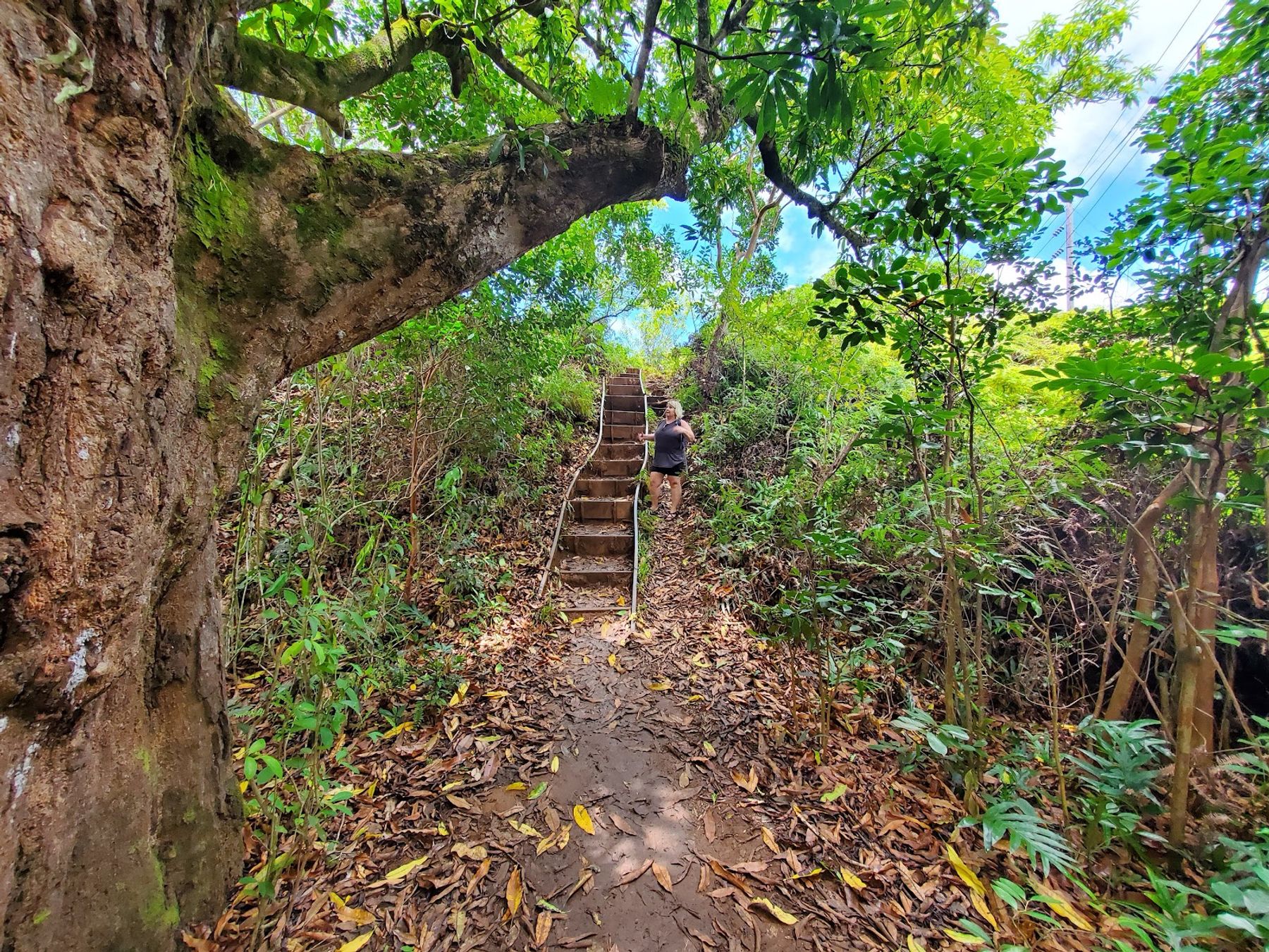 Photo 3 of Maunawili Falls Trail in Kailua & Lanikai, Oahu