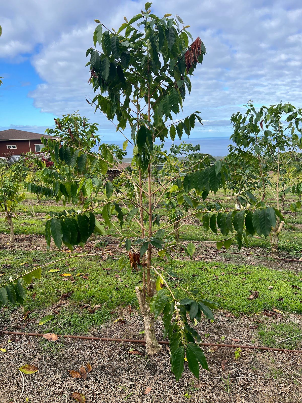 Photo 5 of Bay View Farm in South Kona, Big Island