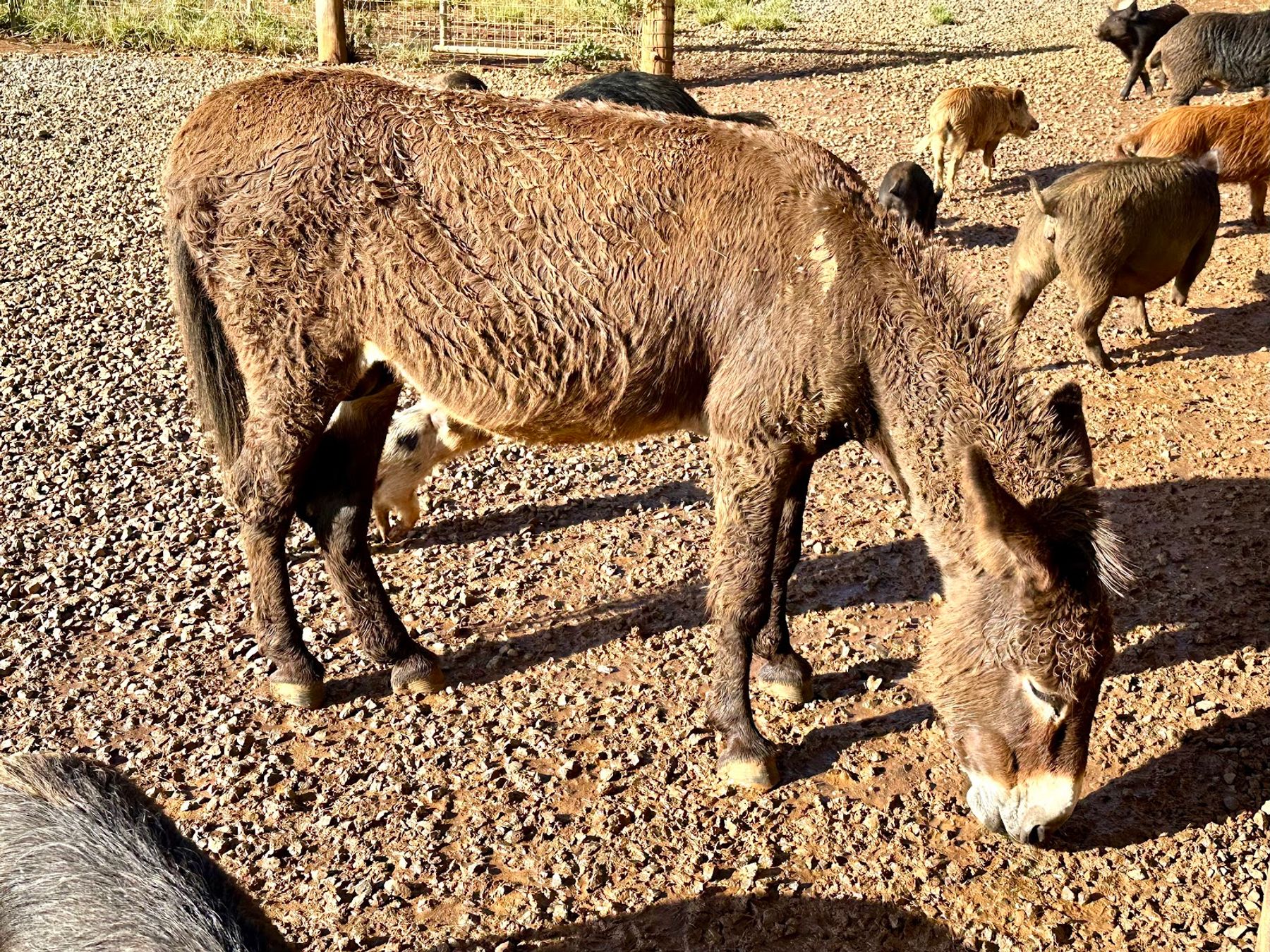 Kilohana in Lihue, Kaua‘i photo 4
