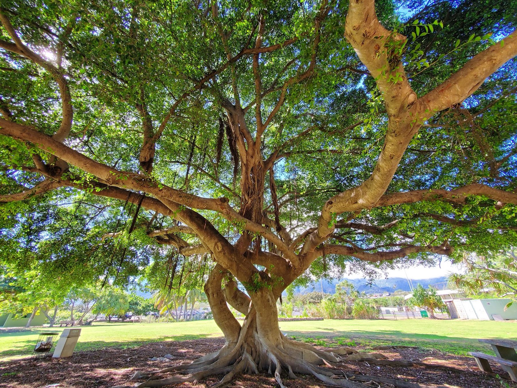 Photo 7 of Keopuolani Regional Park in Kahului, Maui