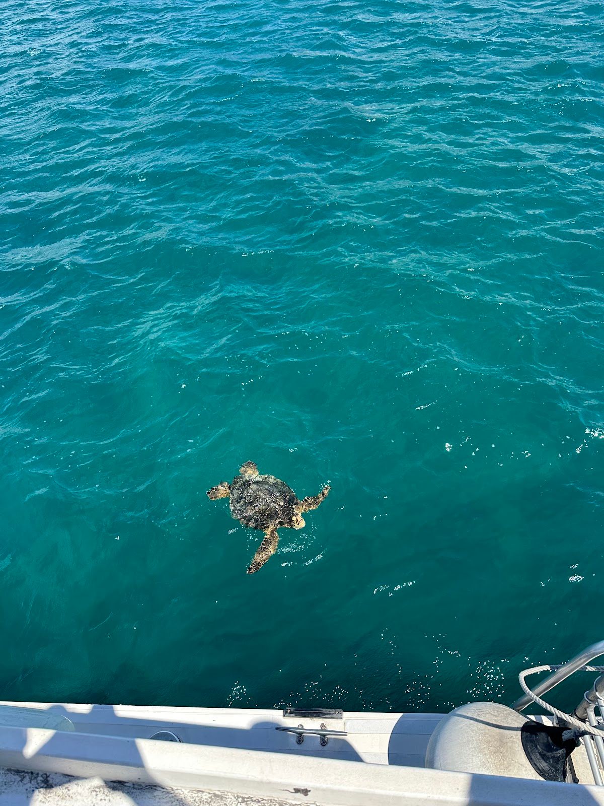 Photo 5 of Turtles and You in Waikīkī, Oahu