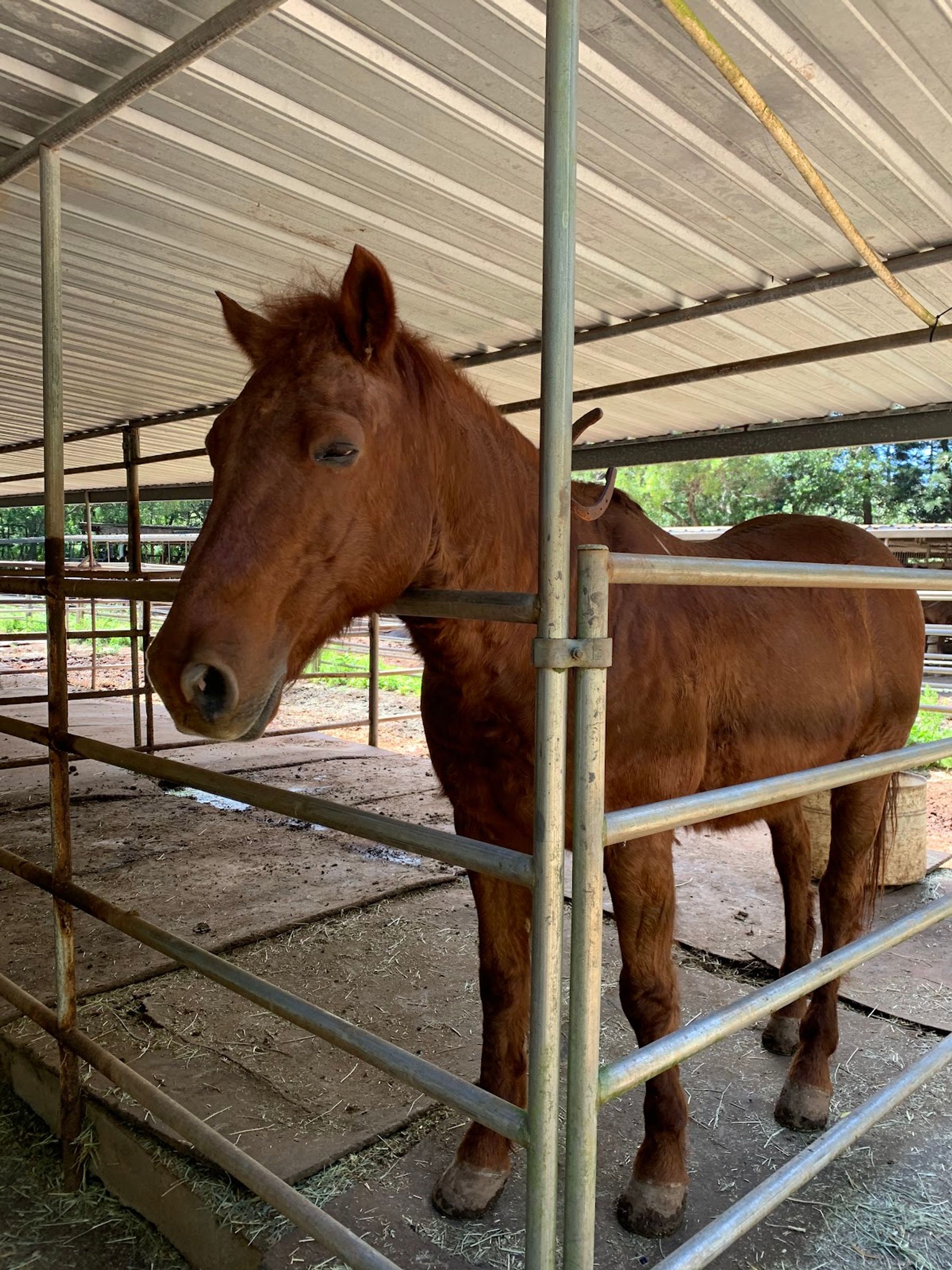 Photo 4 of Ironwood Ranch Horseback Riding in Kapalua, Maui