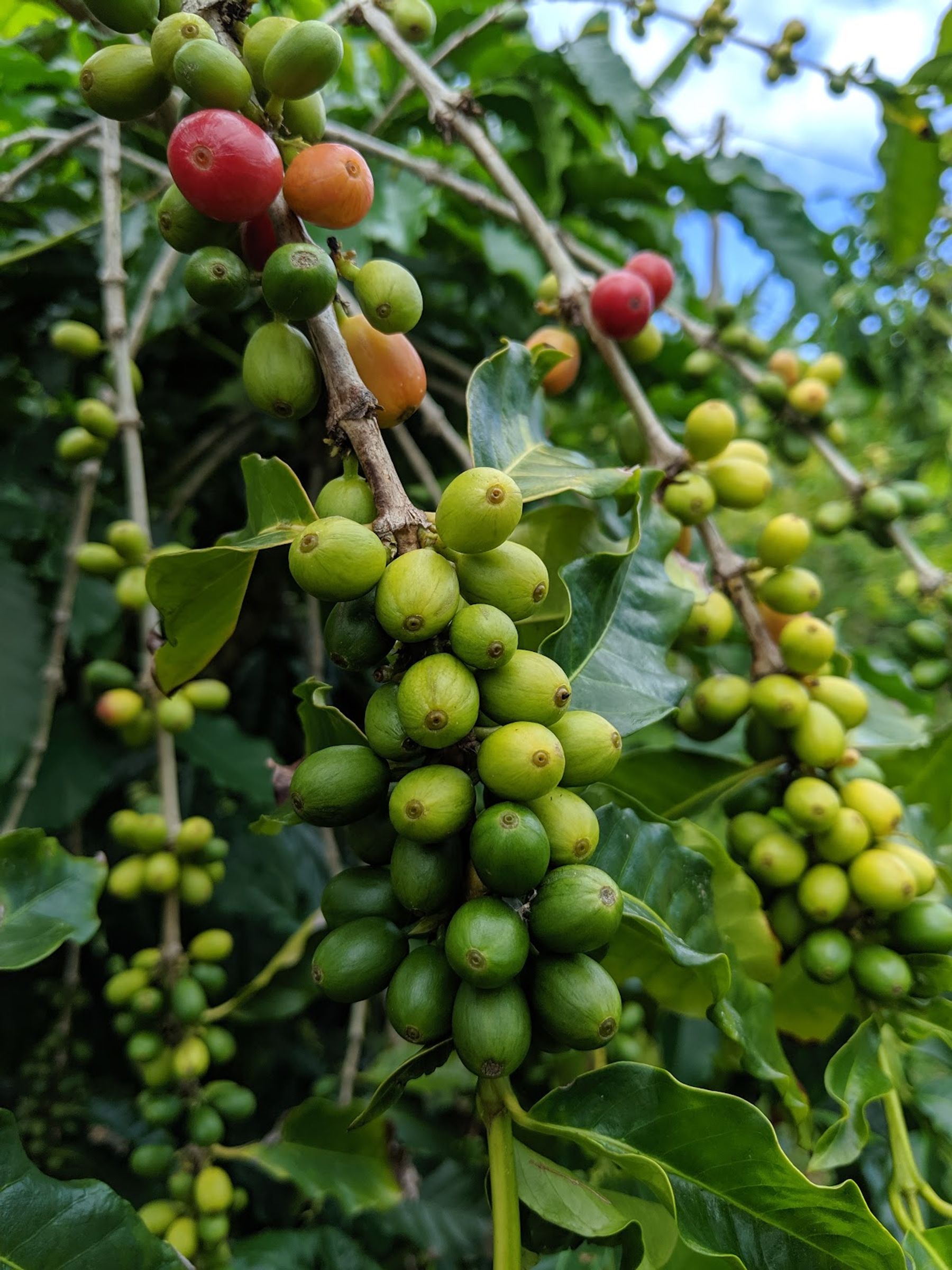 Photo 5 of Greenwell Farms in South Kona, Big Island