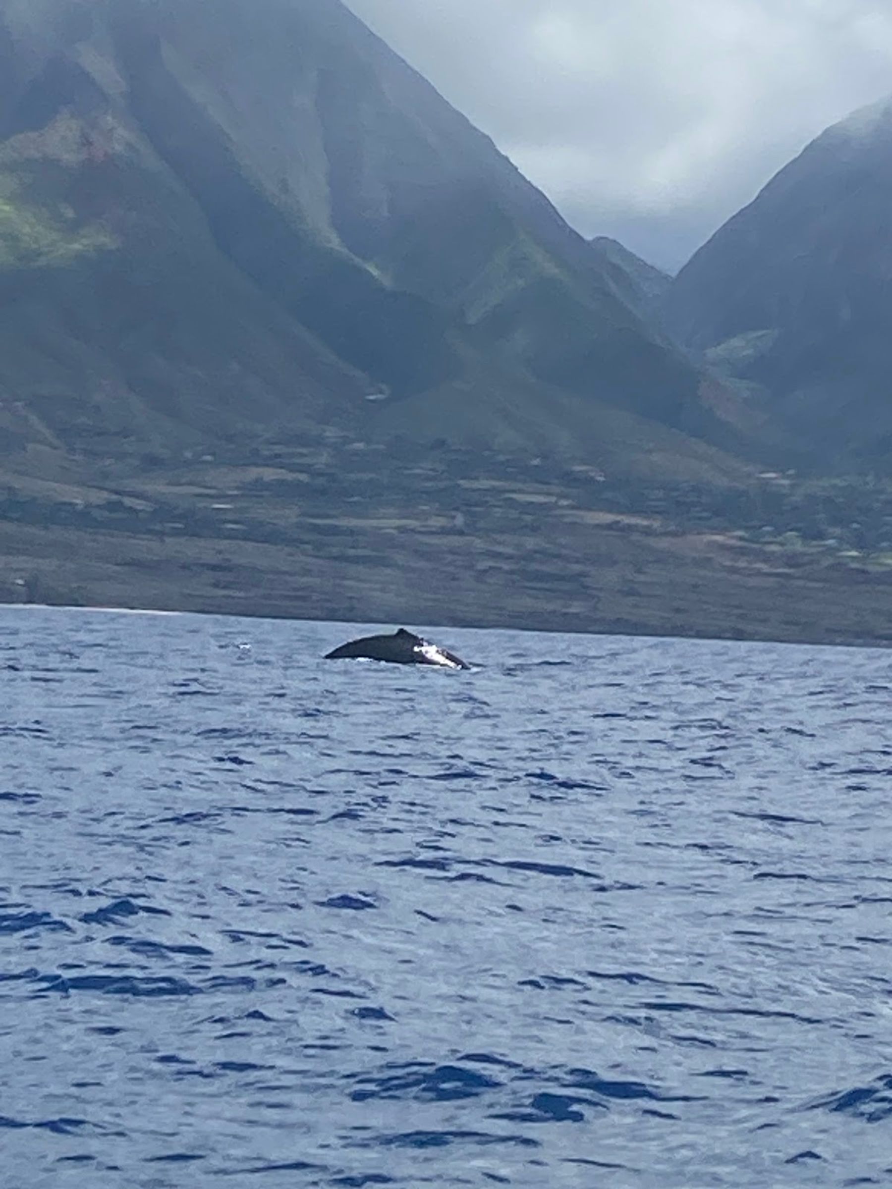 Photo 8 of The Magic Merman Snorkel Charters in Kāʻanapali, Maui