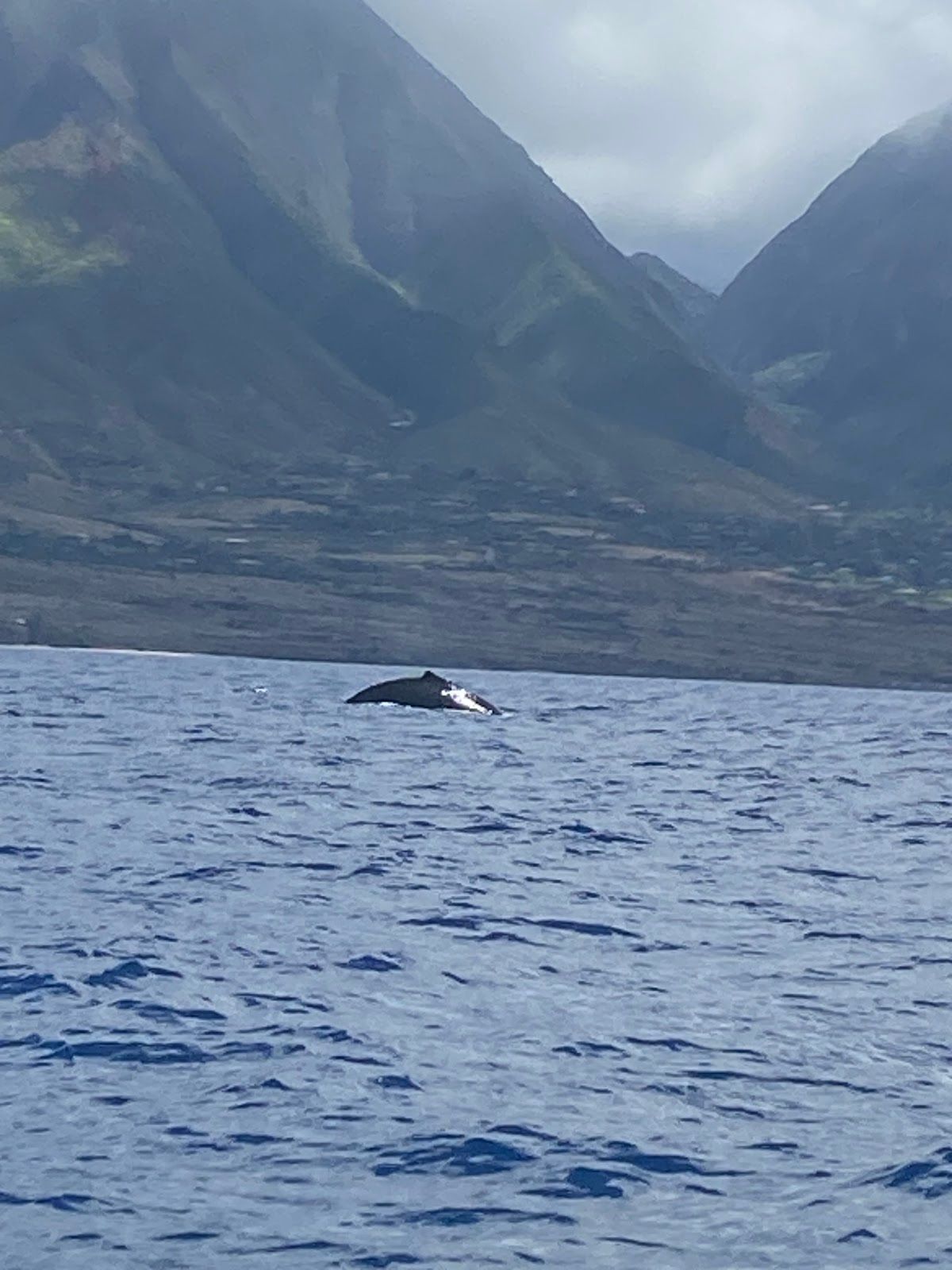 Photo 8 of The Magic Merman Snorkel Charters in Kāʻanapali, Maui