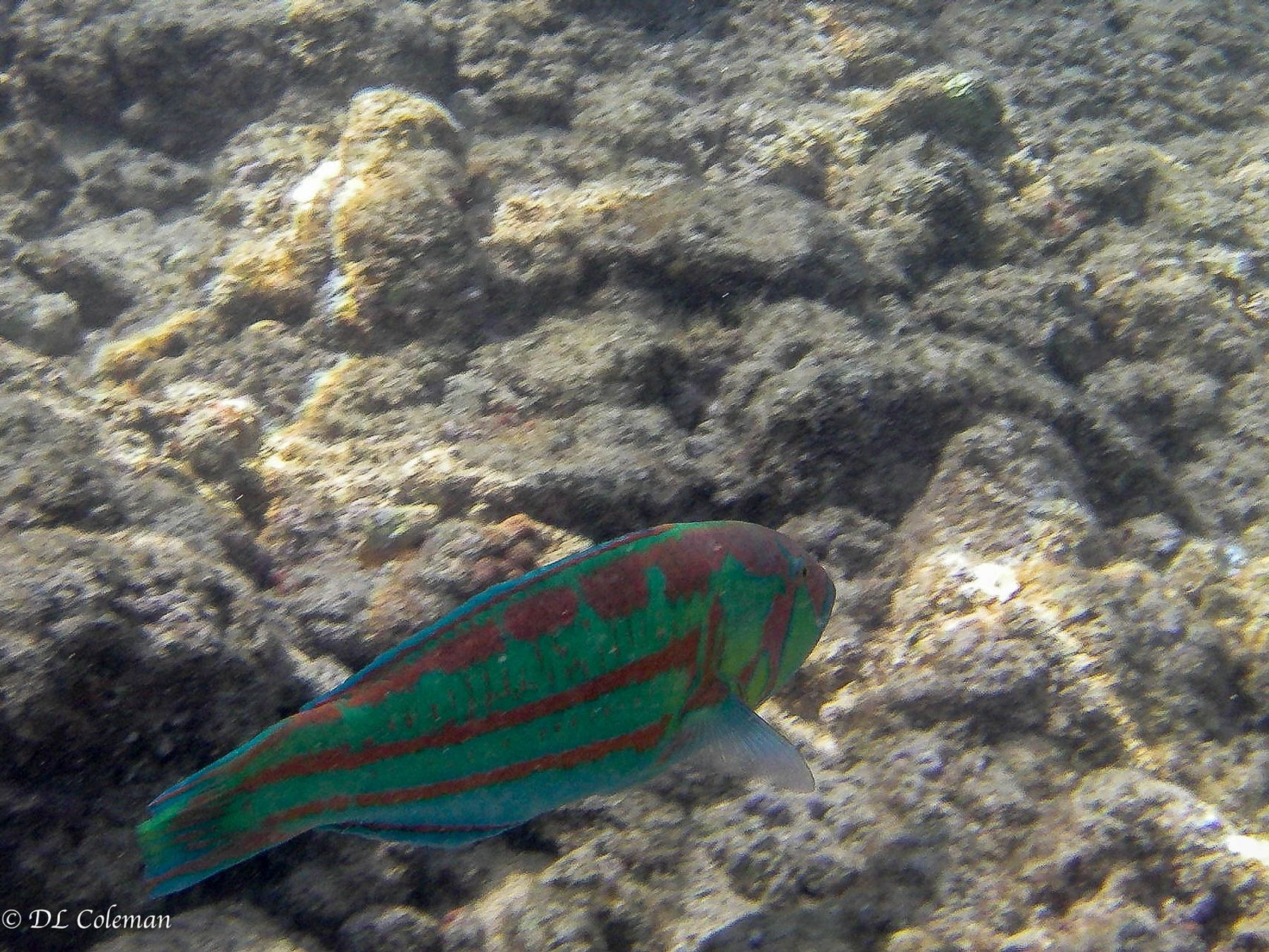 Green and red surge wrasse swimming over shallow lava-rock reef in clear tropical water