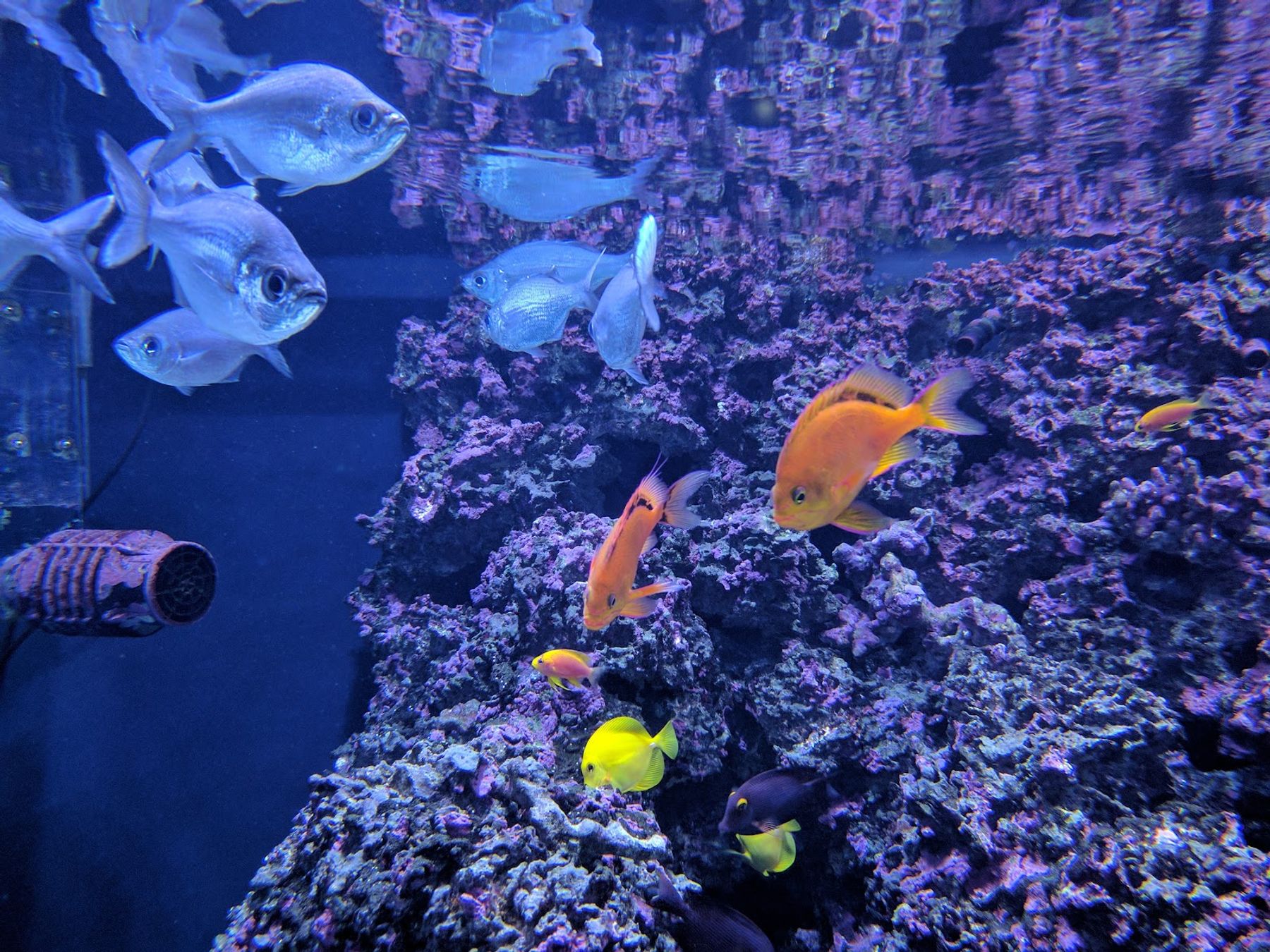 Photo 5 of Mokupāpapa Discovery Center in Hilo, Big Island