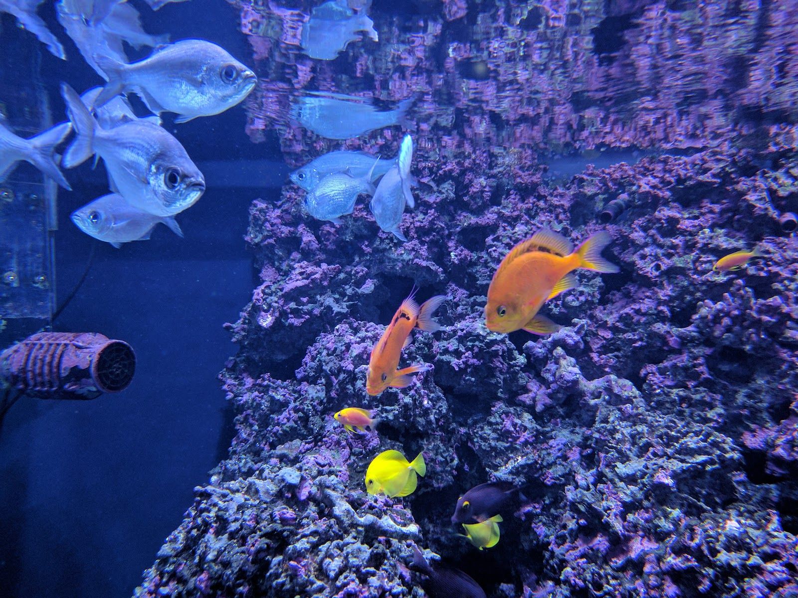 Photo 5 of Mokupāpapa Discovery Center in Hilo, Big Island