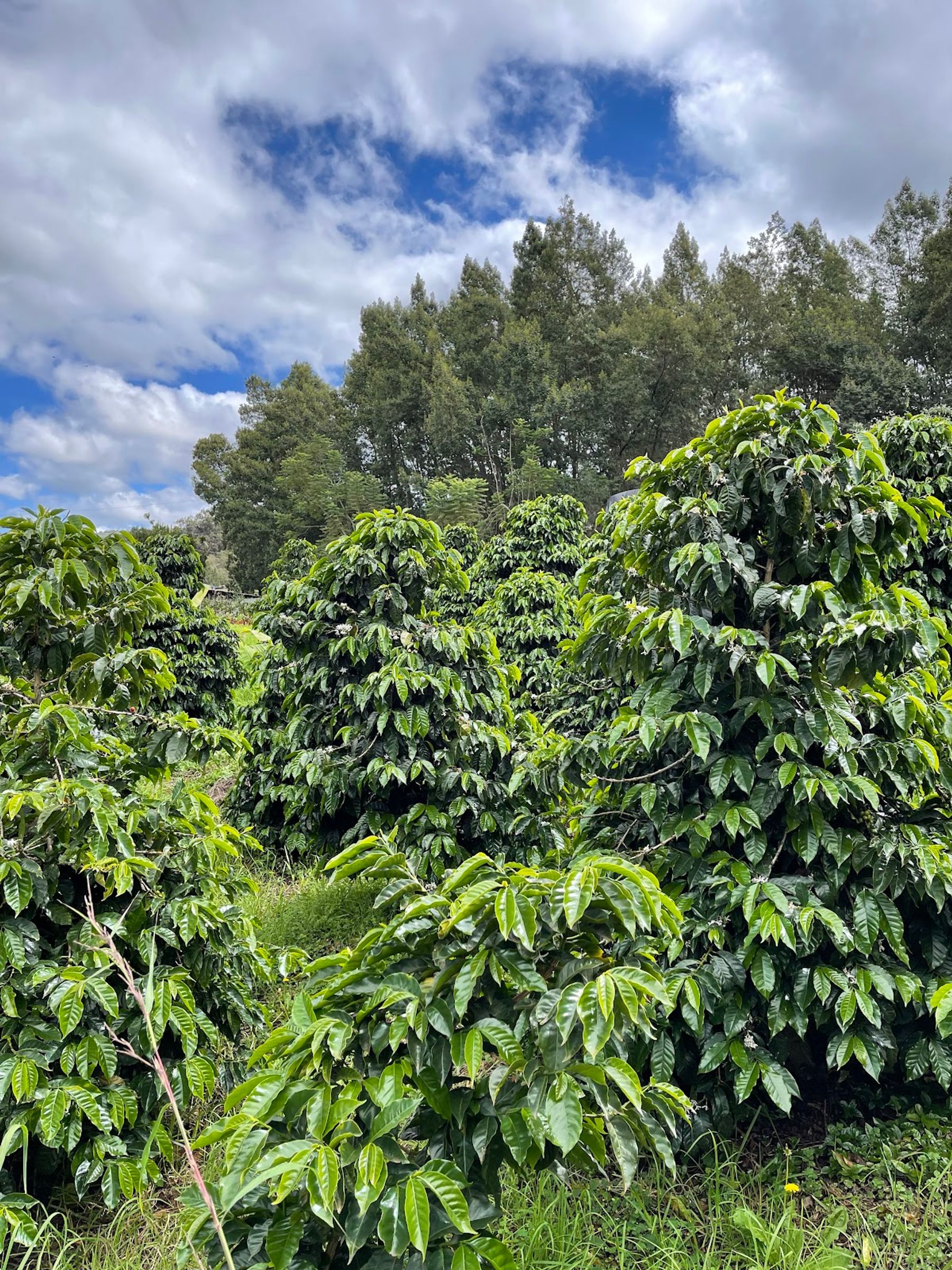 Photo 6 of O'o Farm in Kula, Maui