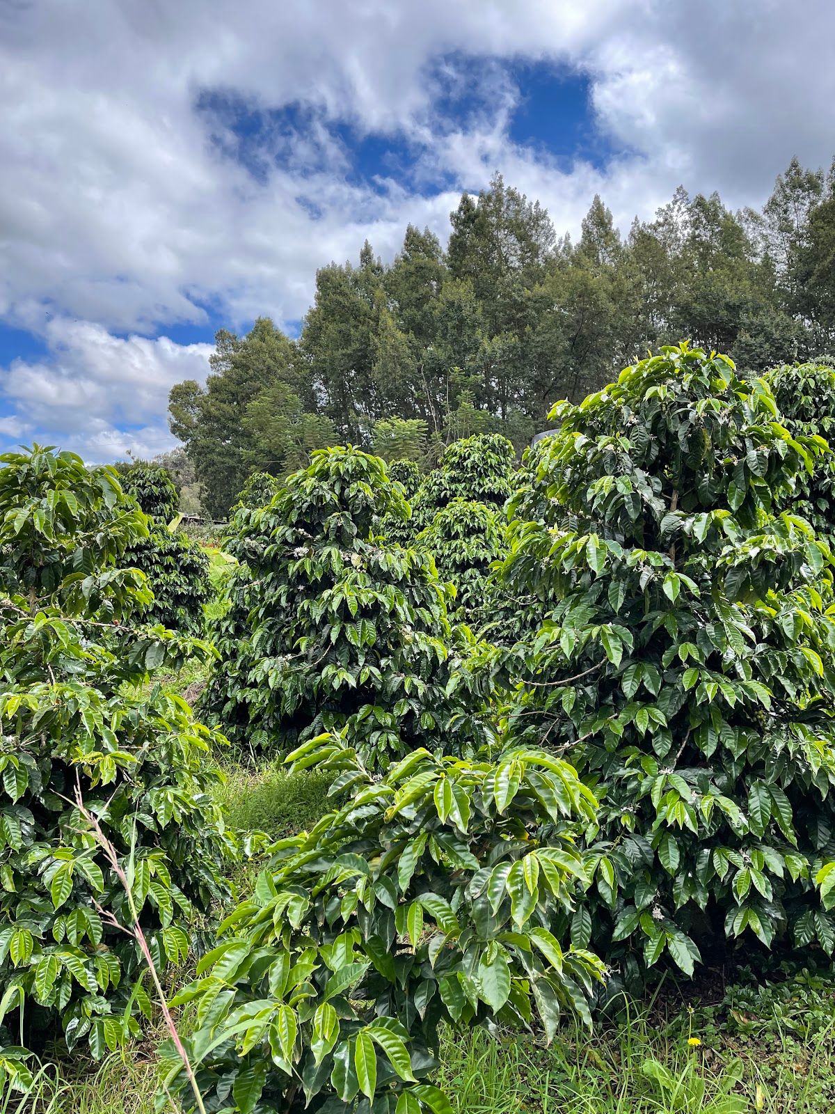 Photo 6 of O'o Farm in Kula, Maui