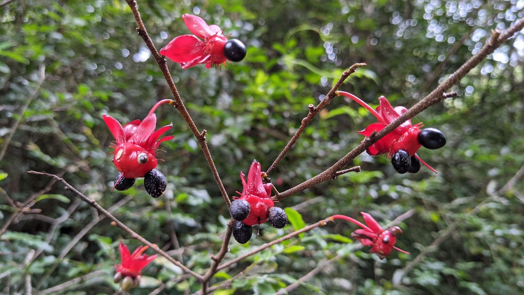 Photo 4 of Manukā Nature Trail in South Point, Big Island